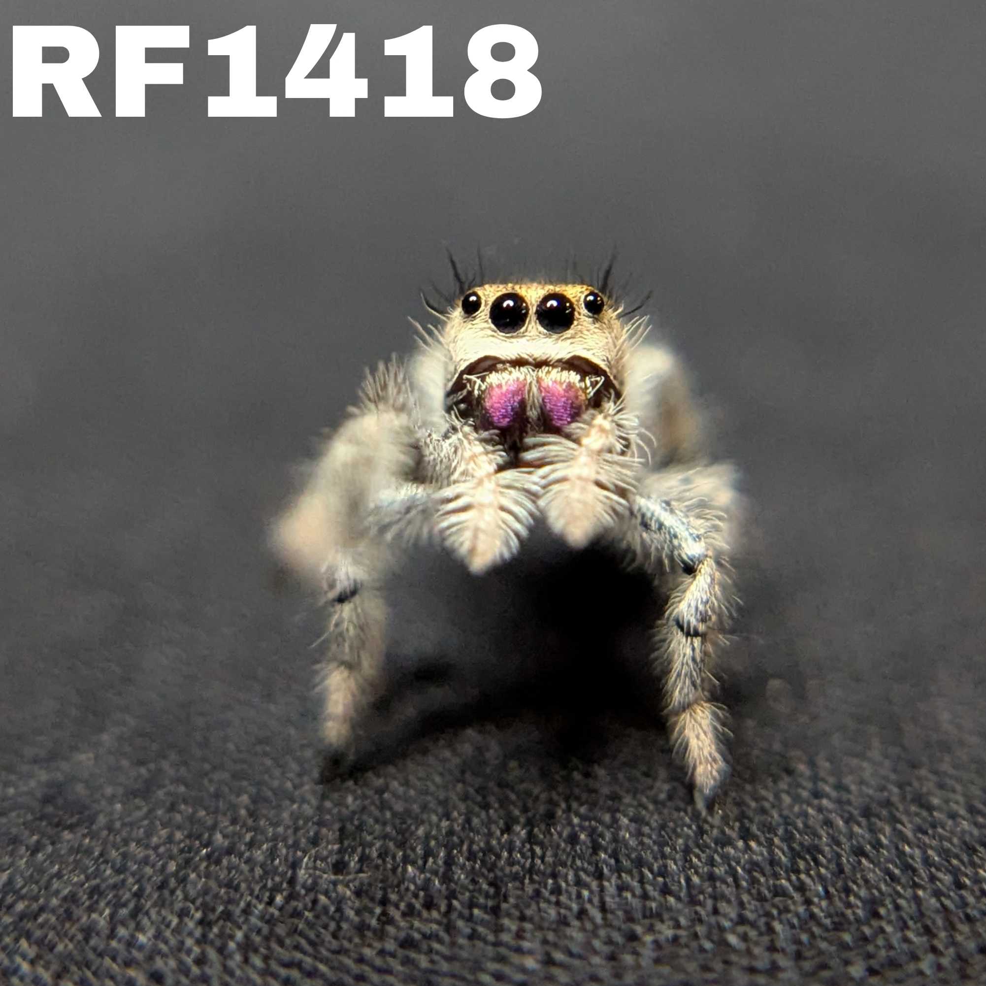 Regal Jumping Spider "Pinkberry"