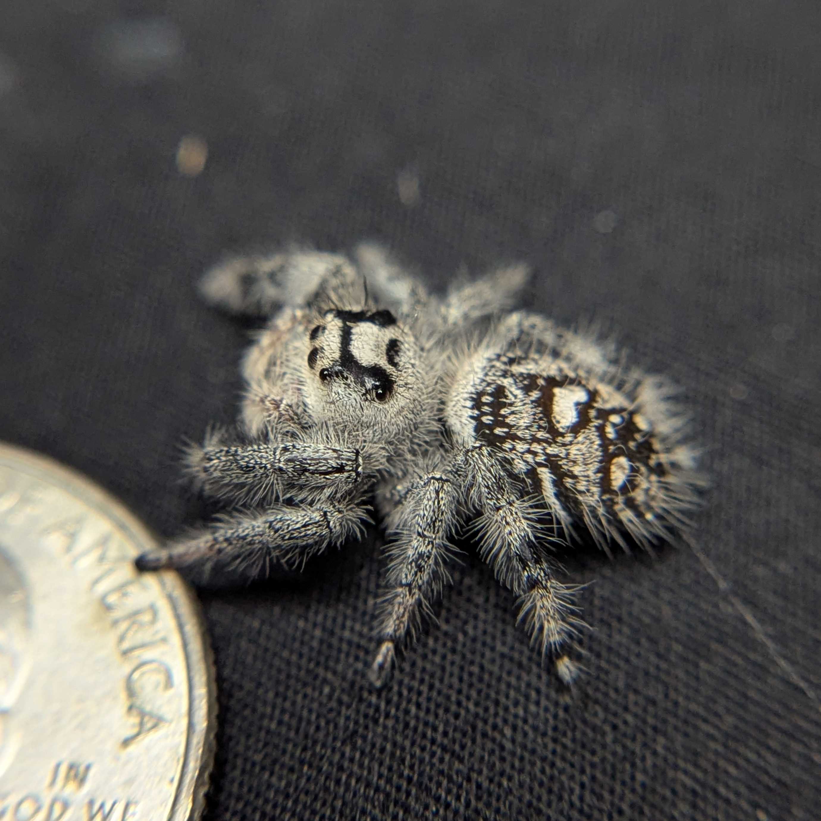 Regal Jumping Spider "Oreo"