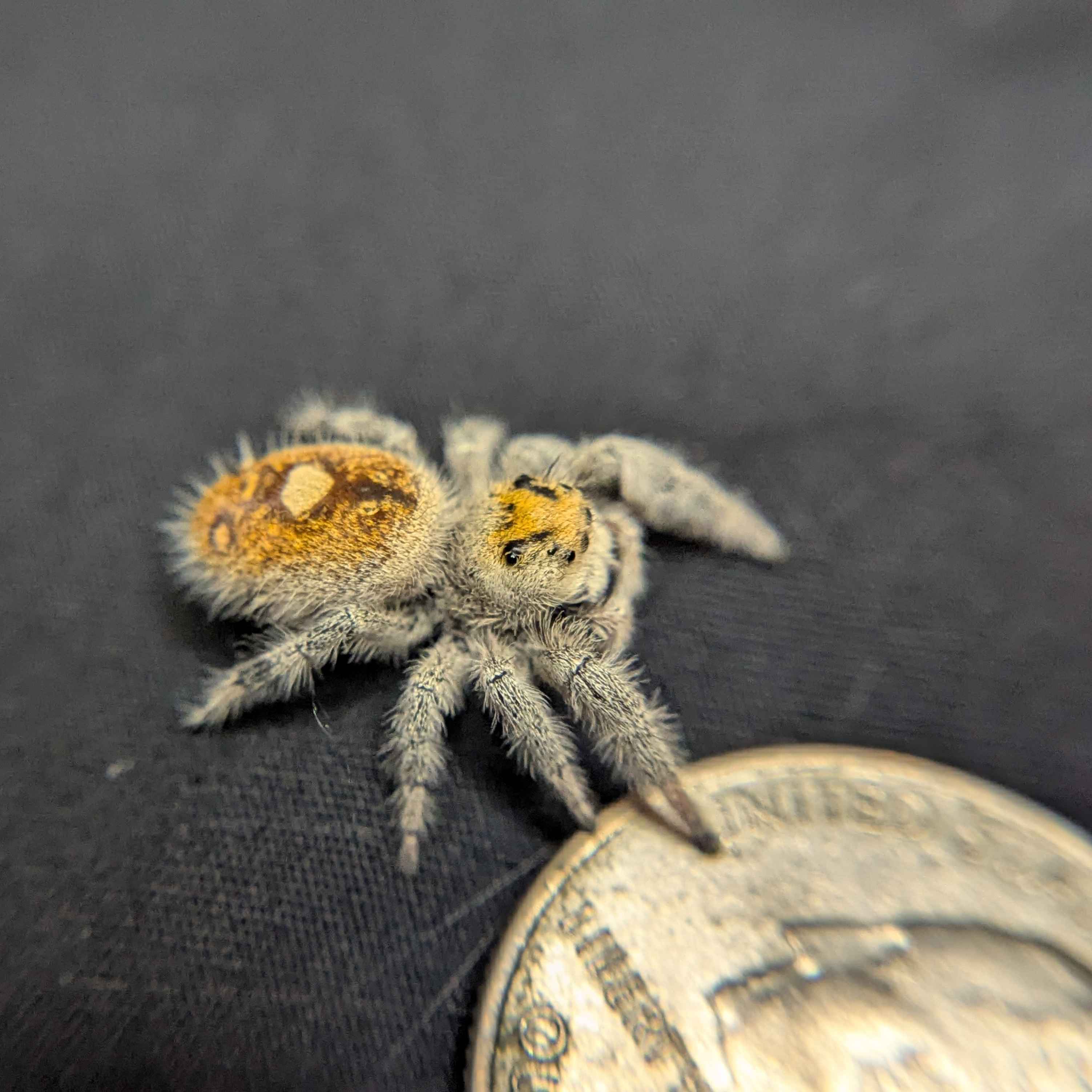 Regal Jumping Spider "Gemstone"
