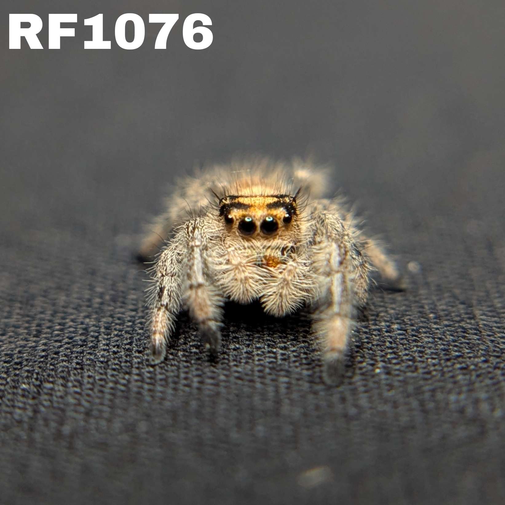 Regal Jumping Spider "Fire"