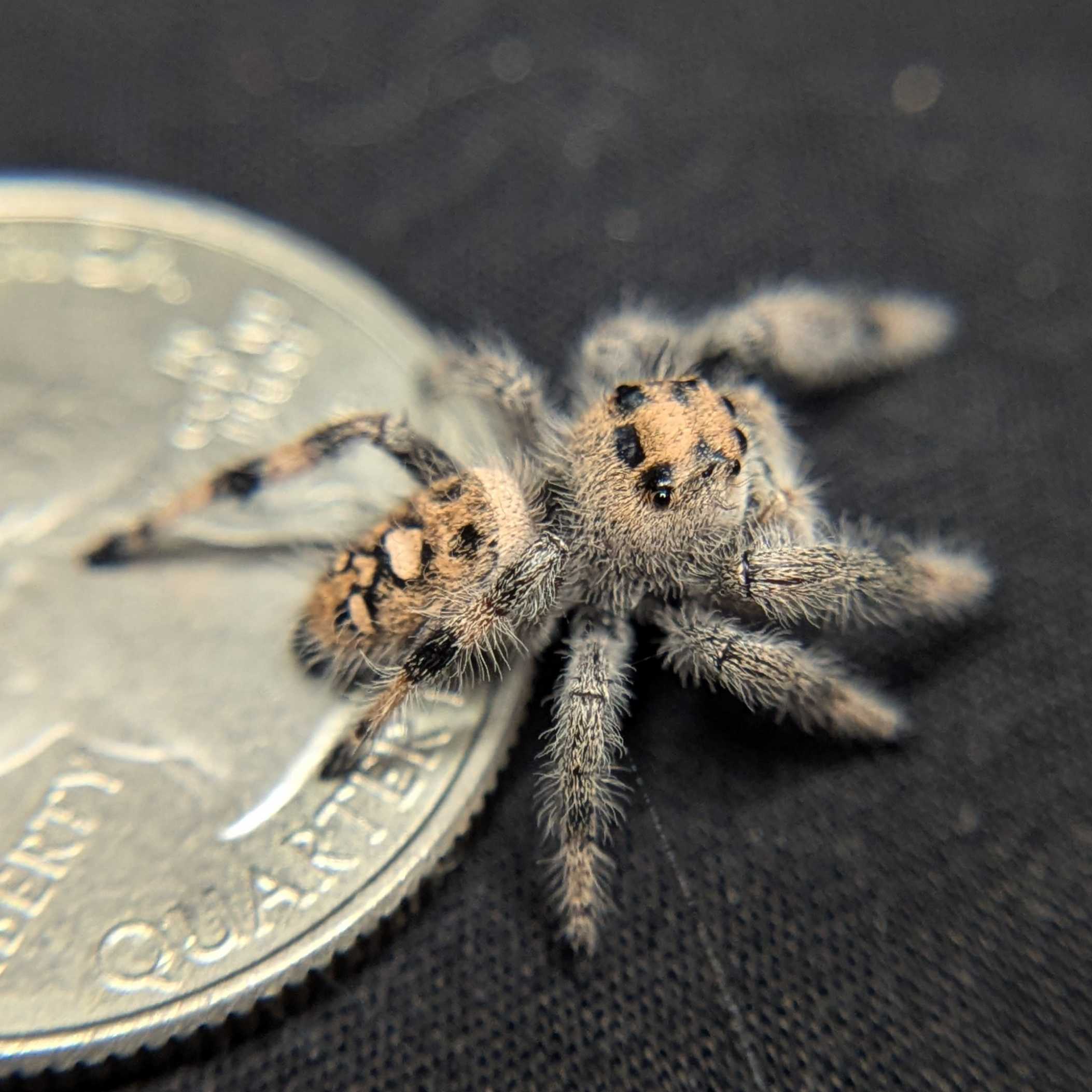 Regal Jumping Spider "Dancer"