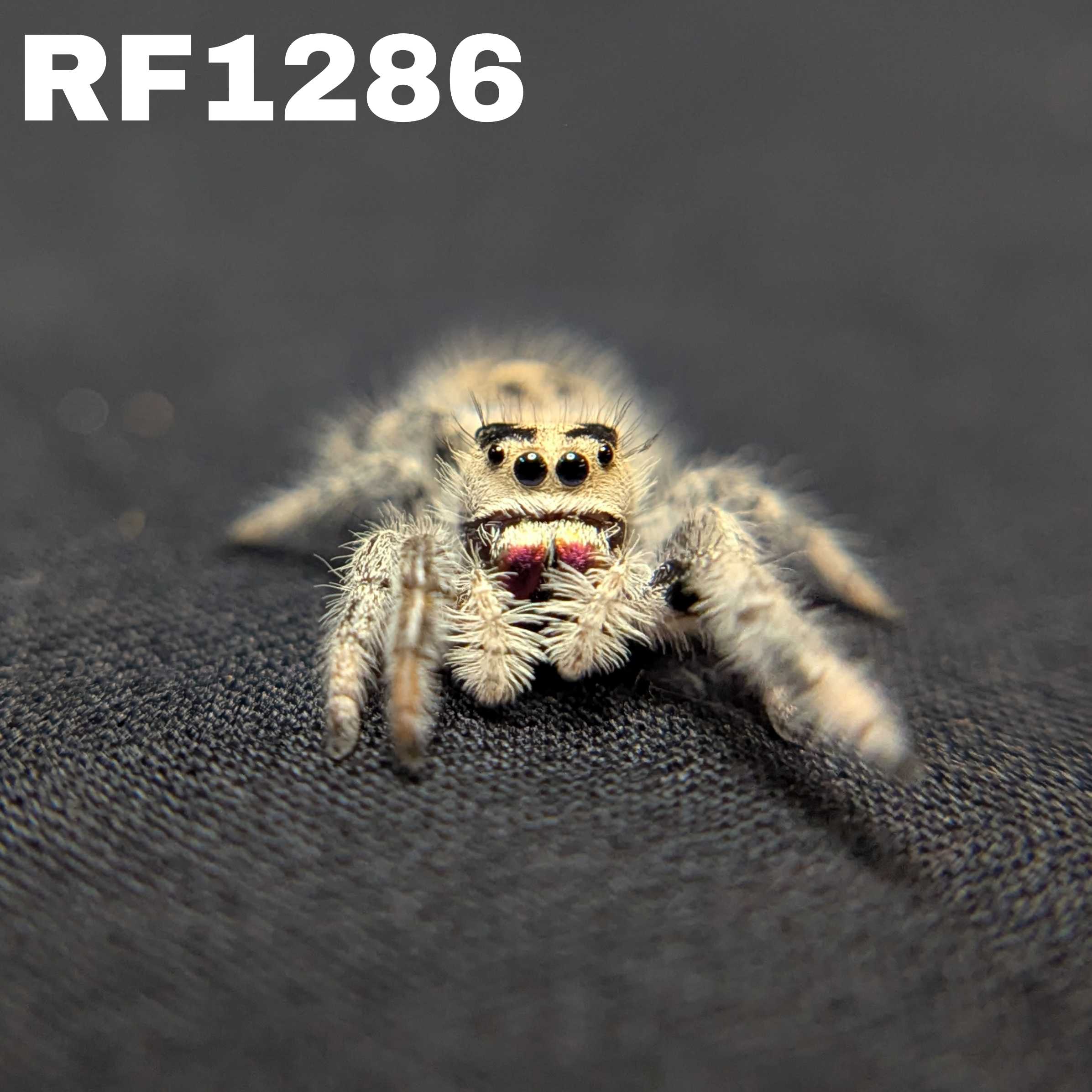 Regal Jumping Spider "Snow White"