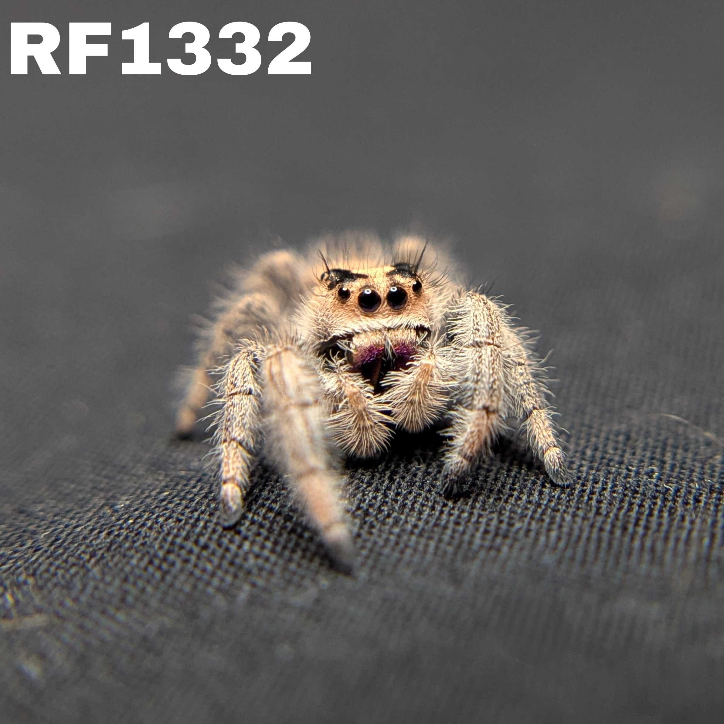 Regal Jumping Spider "Coven"