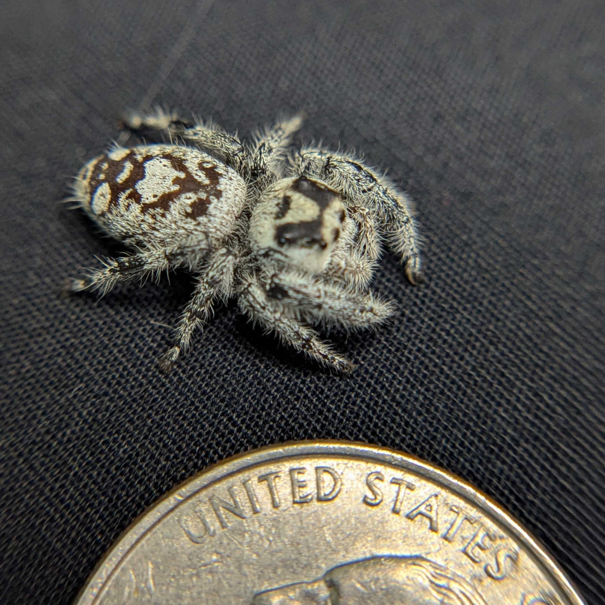 Regal Jumping Spider “Circe”
