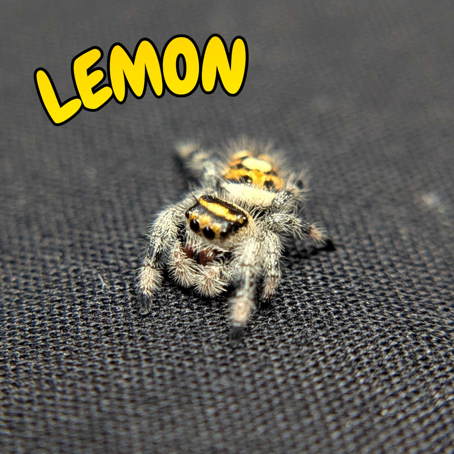 Regal Jumping Spider "Lemon"