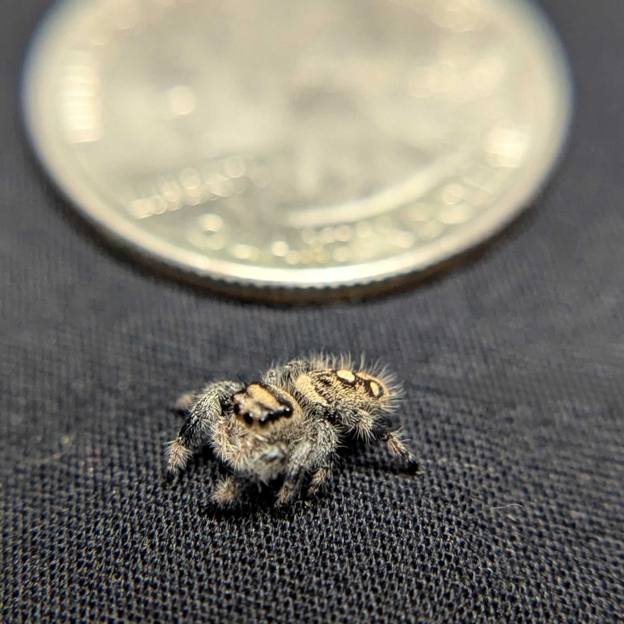 Regal Jumping Spider "Sandberry"