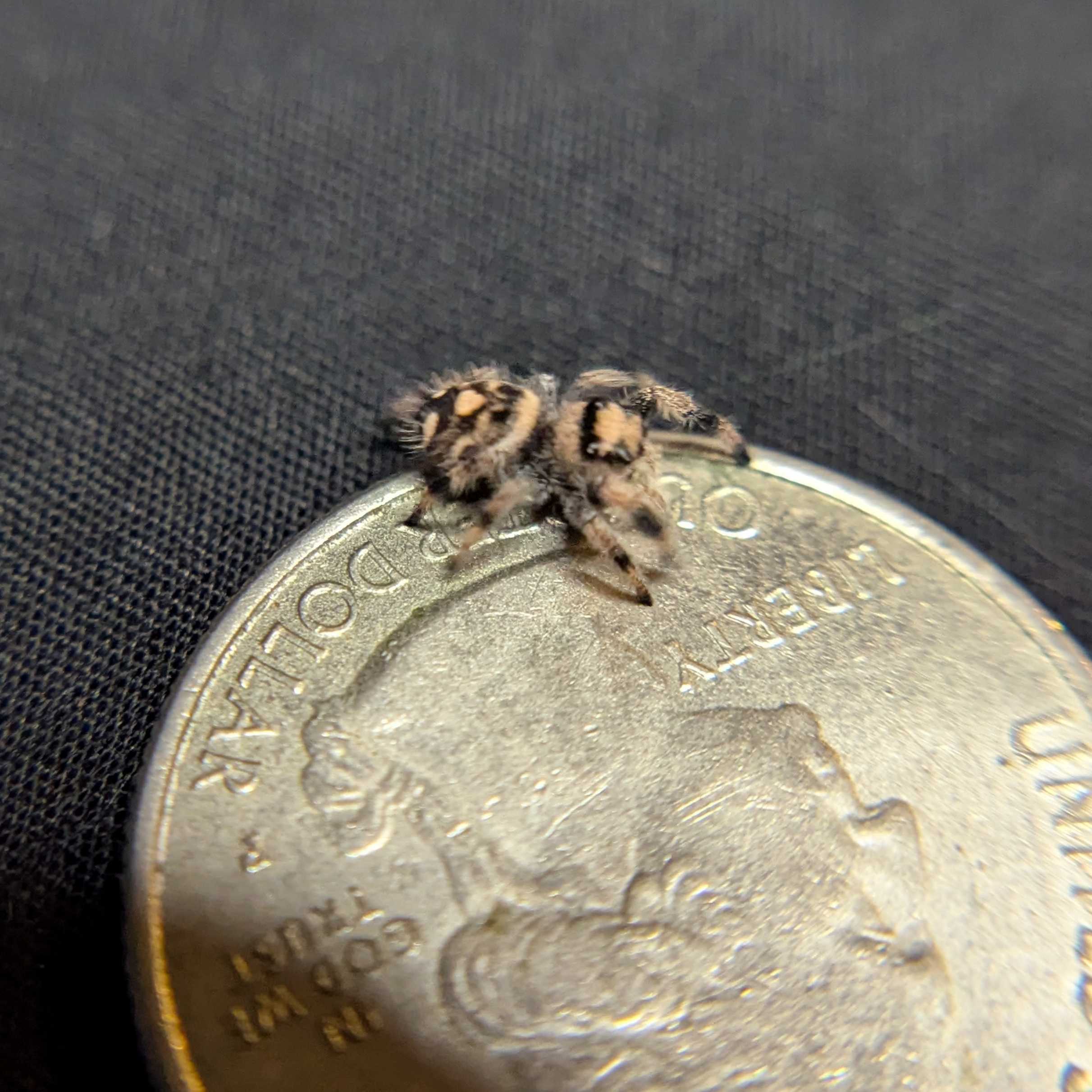 Regal Jumping Spider "Starlight"