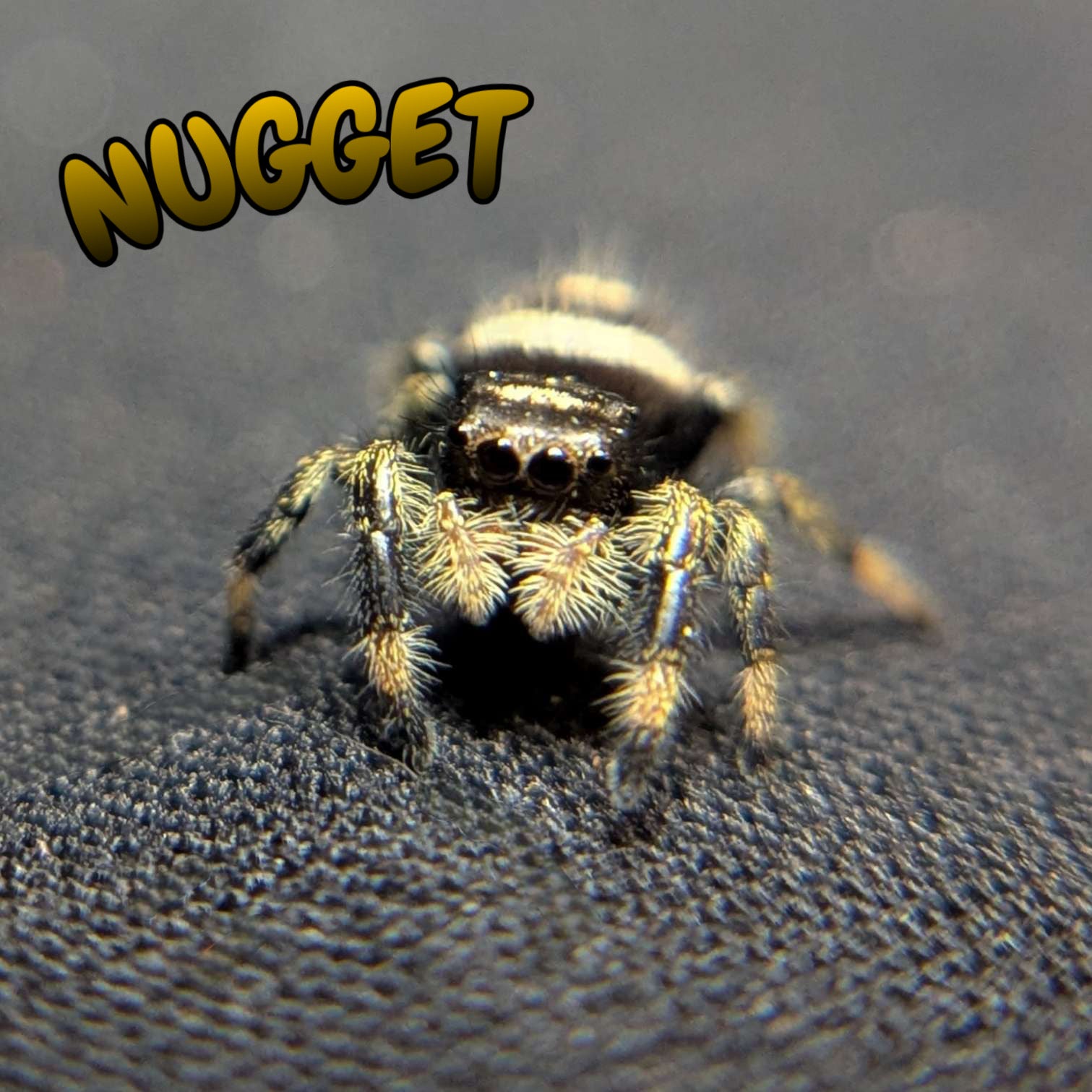 Regal Jumping Spider "Nugget"