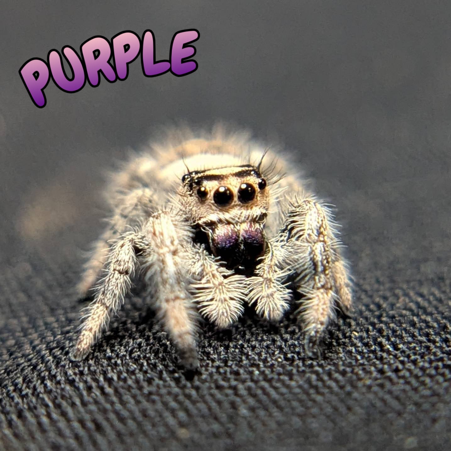 Regal Jumping Spider “Purple”