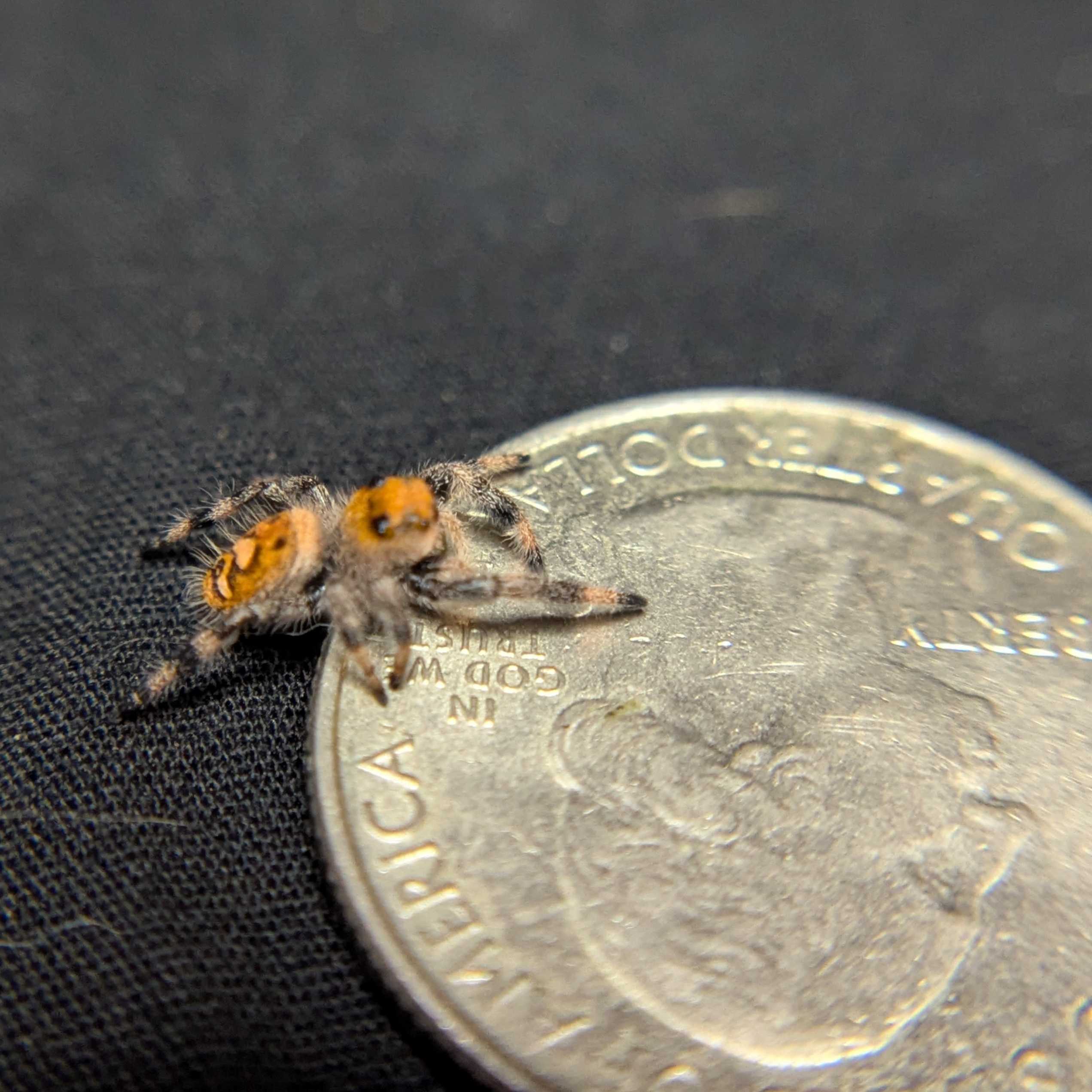 Regal Jumping Spider "Pineapple"