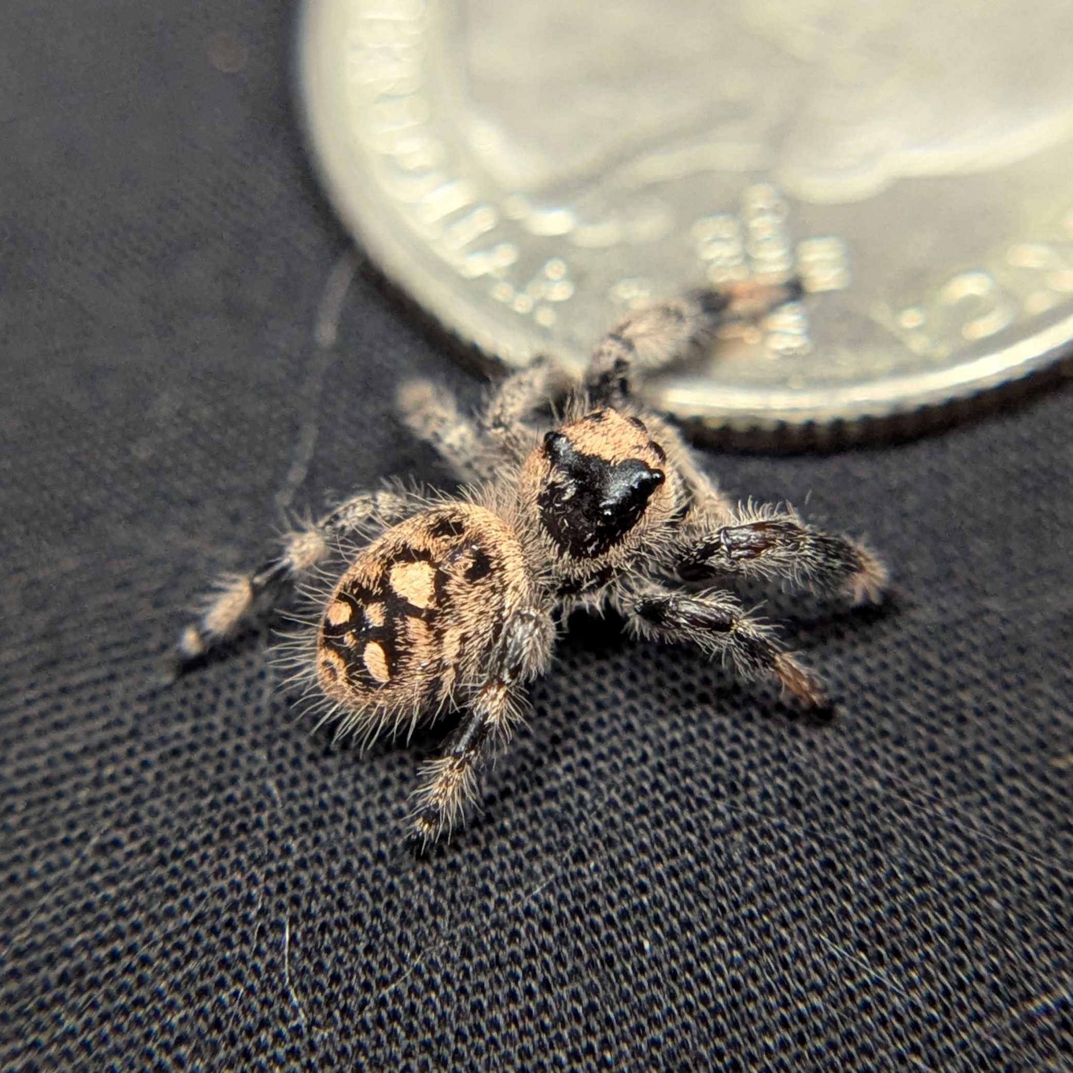 Regal Jumping Spider "Bambi"