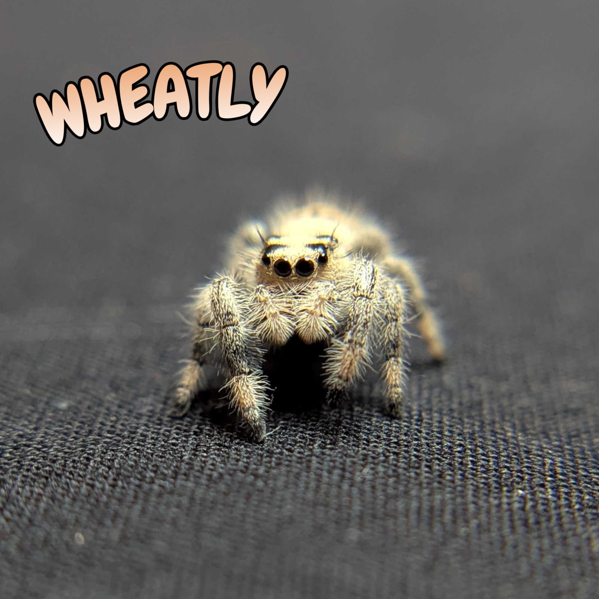 Regal Jumping Spider “Wheatly”