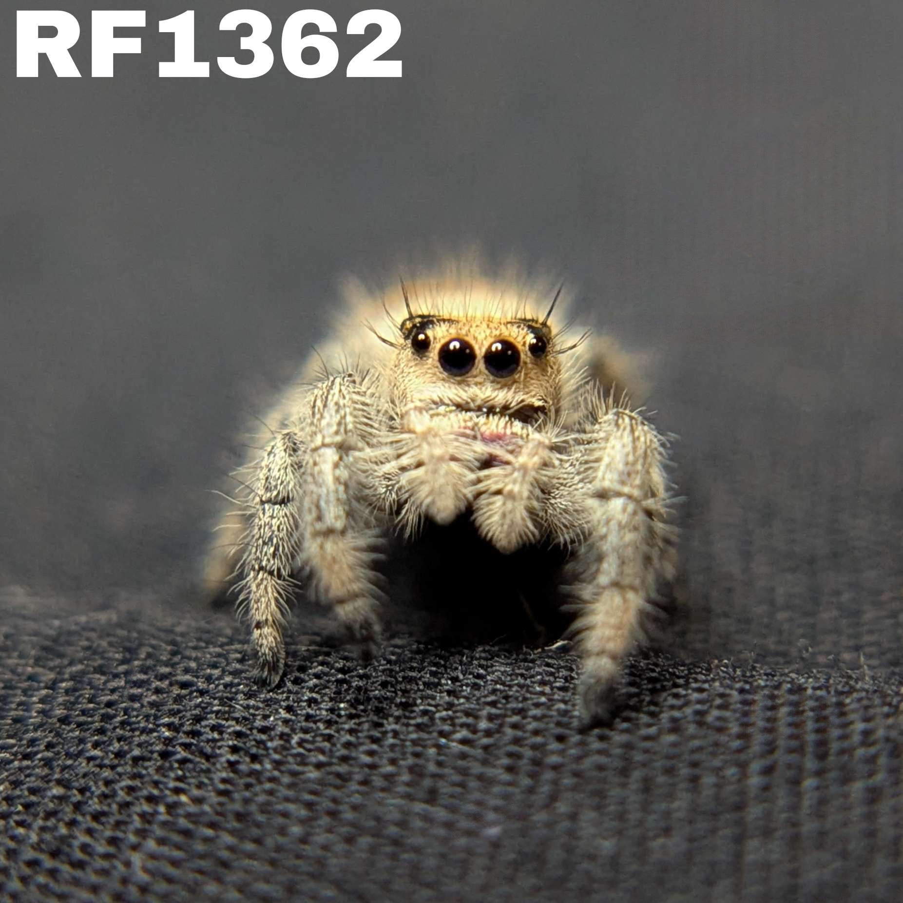 Regal Jumping Spider “Nova”