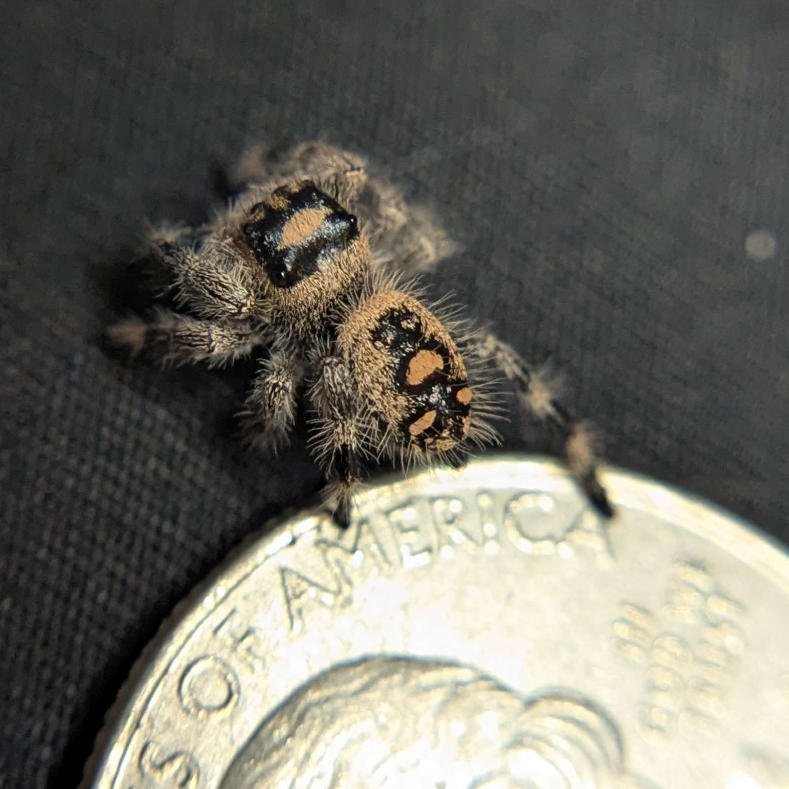 Regal Jumping Spider "North"