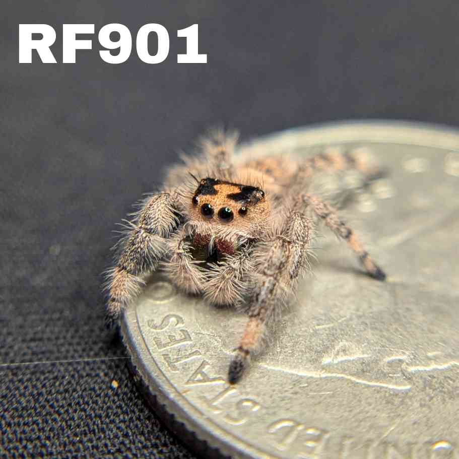 Regal Jumping Spider "Maroon"