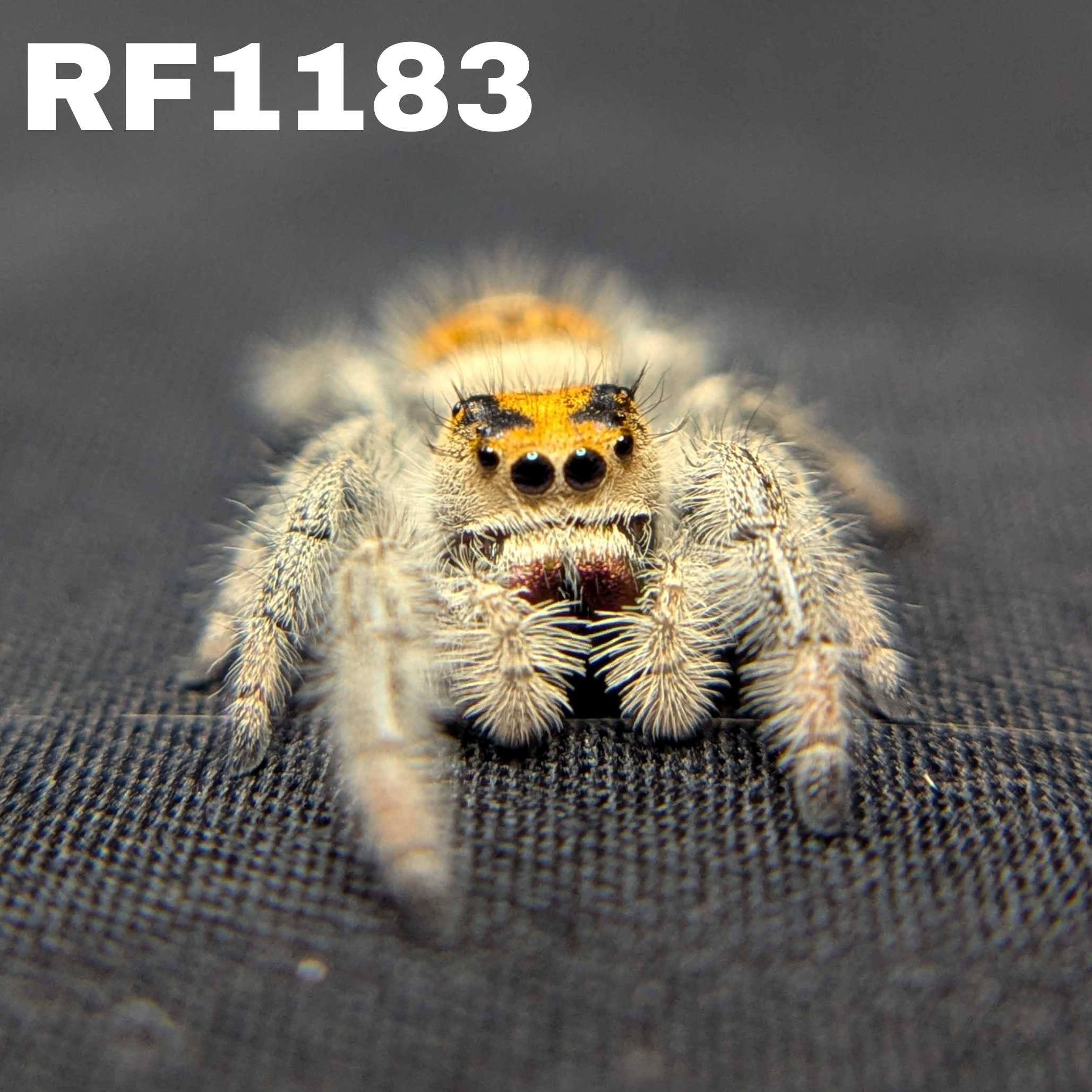 Regal Jumping Spider “Blackberry Pie”