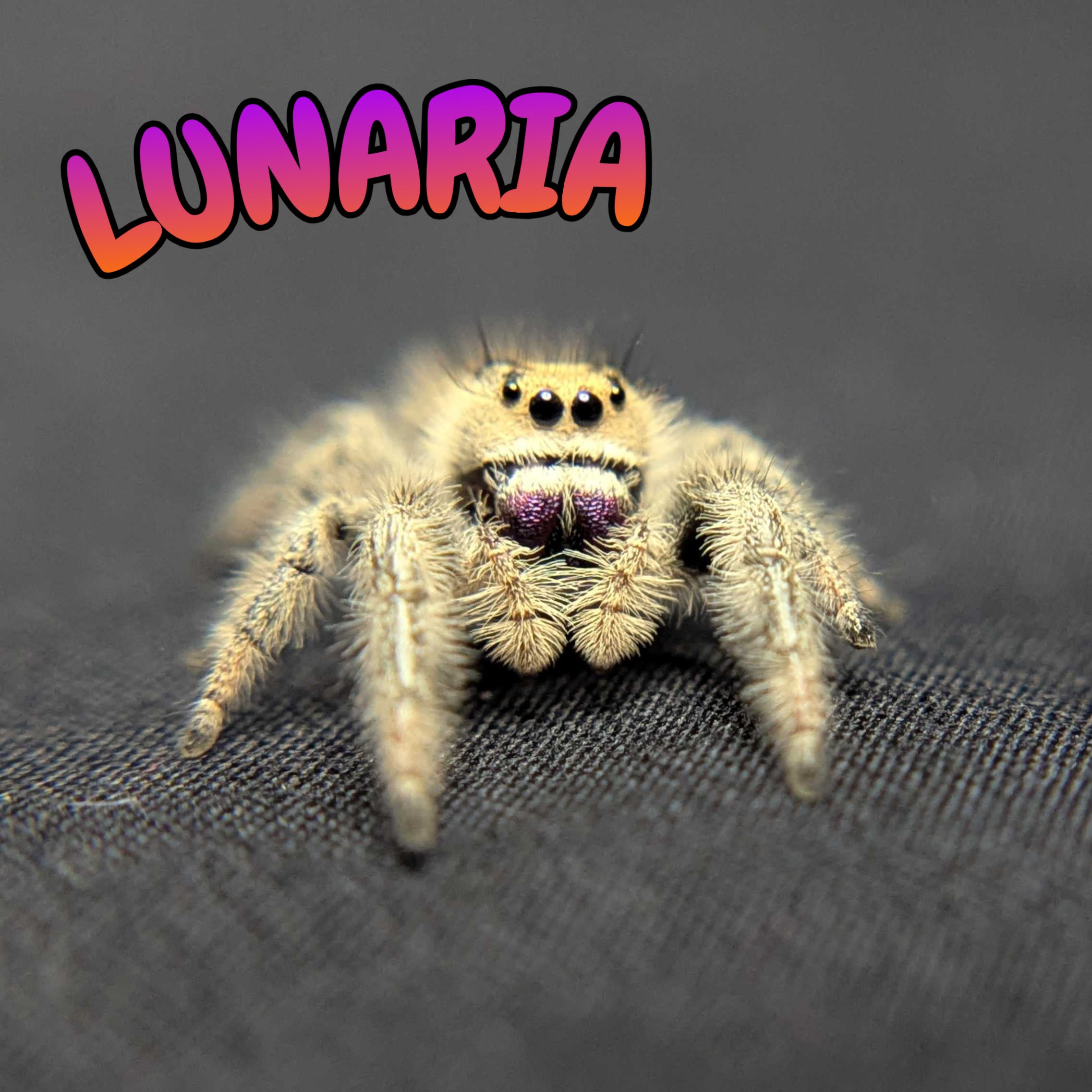 Regal Jumping Spider "Lunaria"