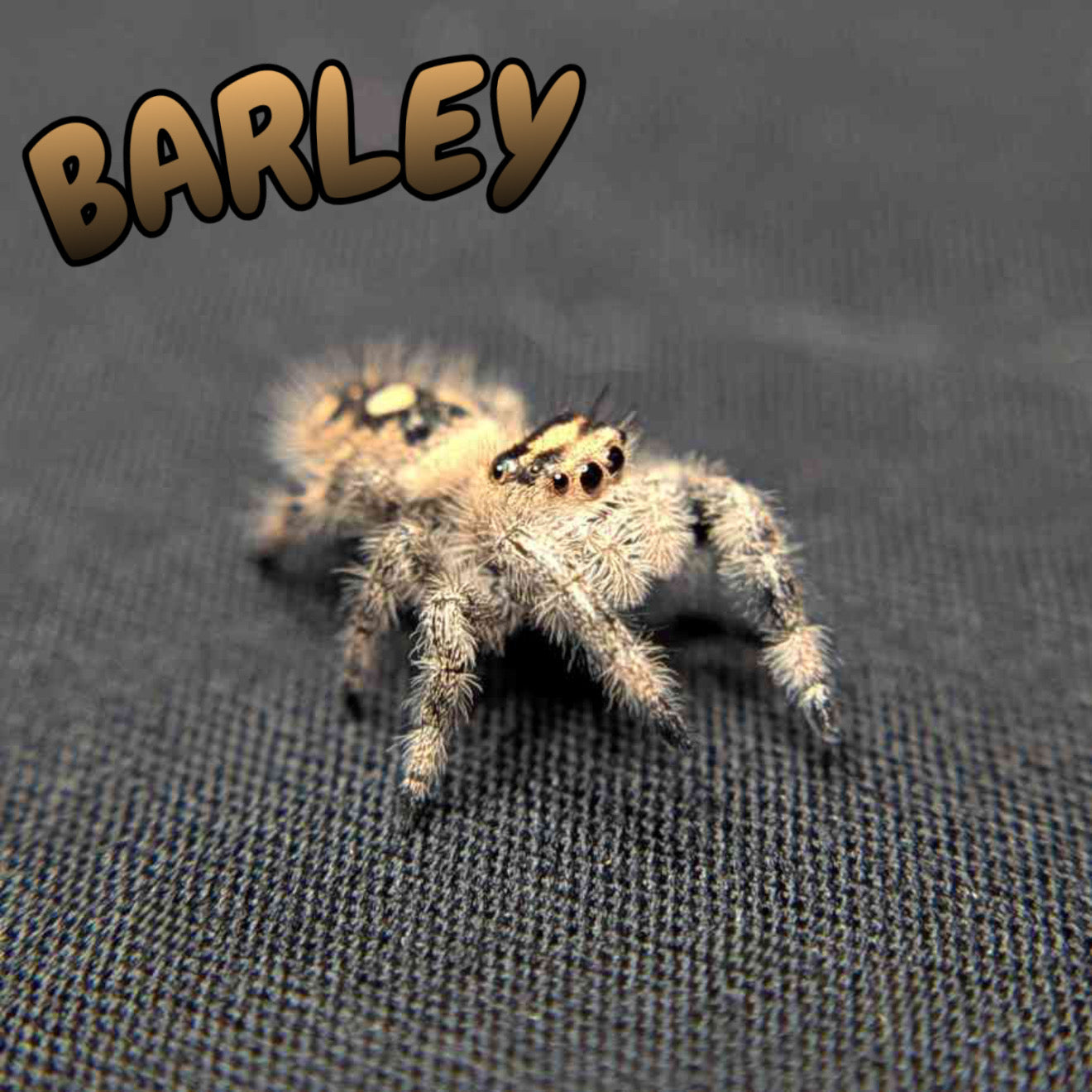 Regal Jumping Spider "Barley"