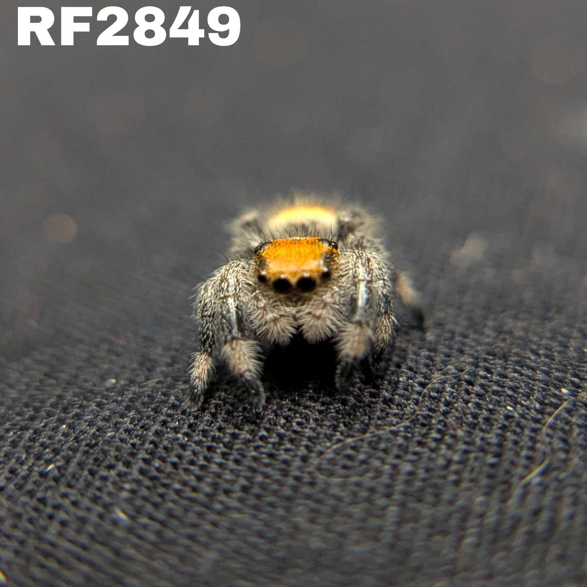 Regal Jumping Spider "Sunrise"
