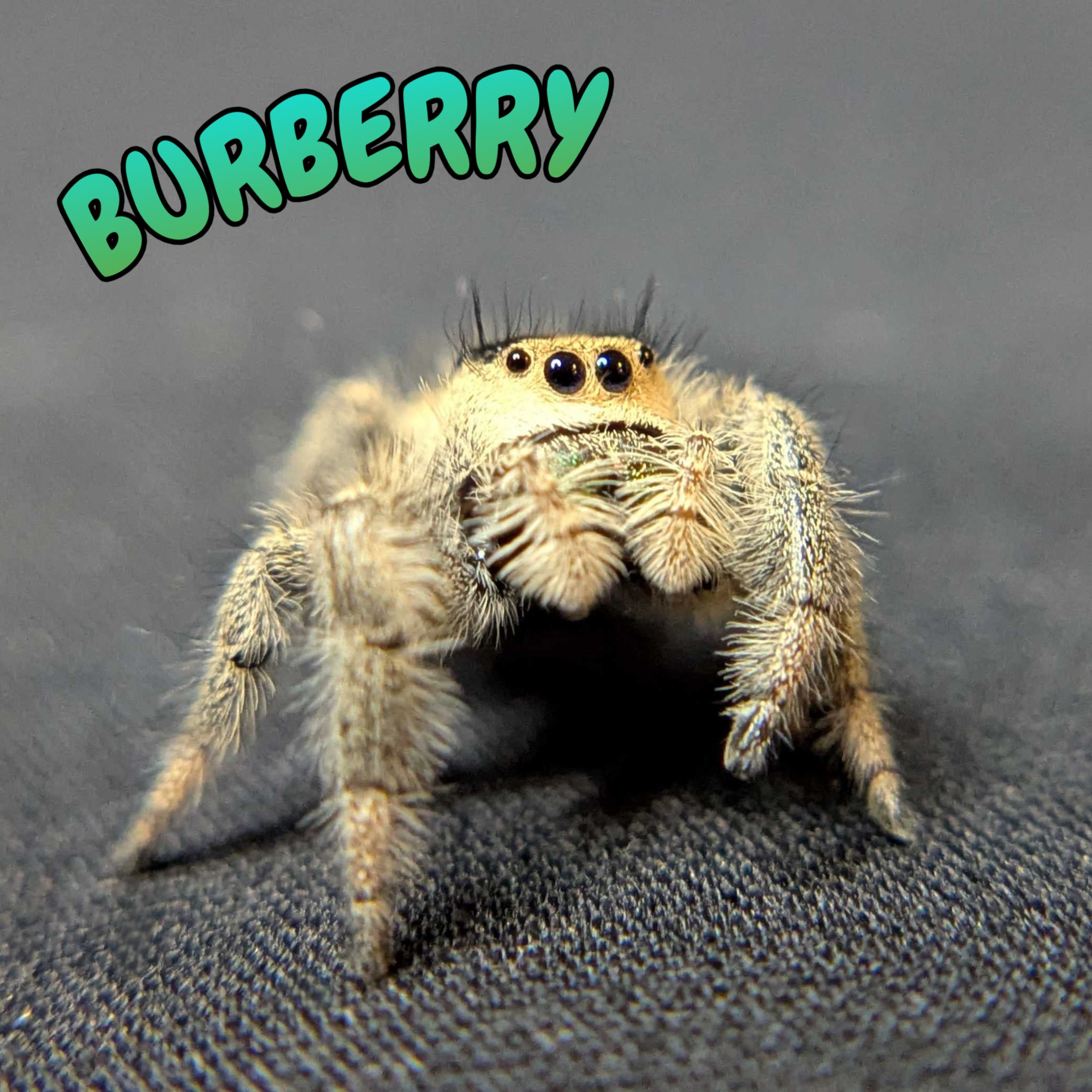 Regal Jumping Spider "Burberry"