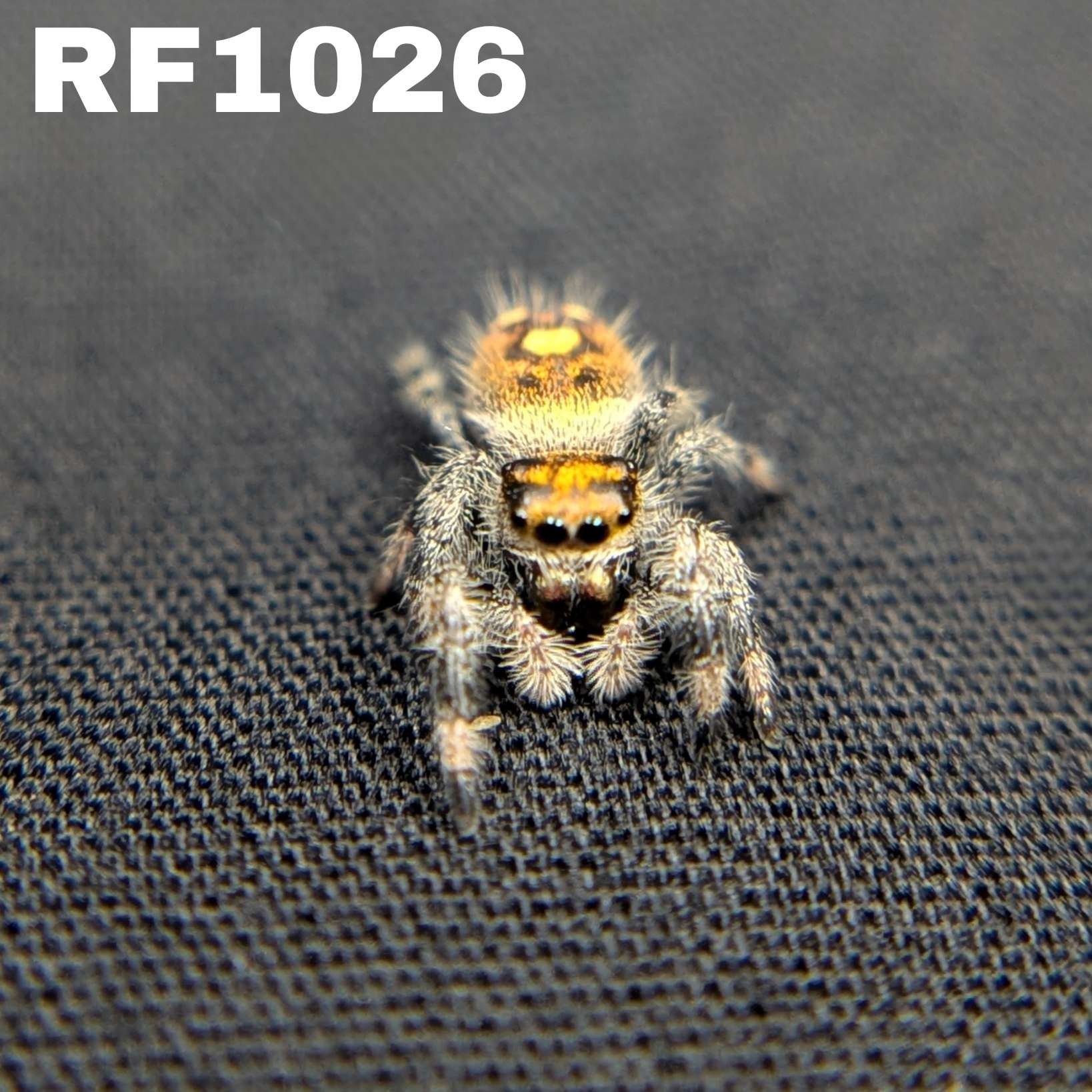 Regal Jumping Spider “Amber”