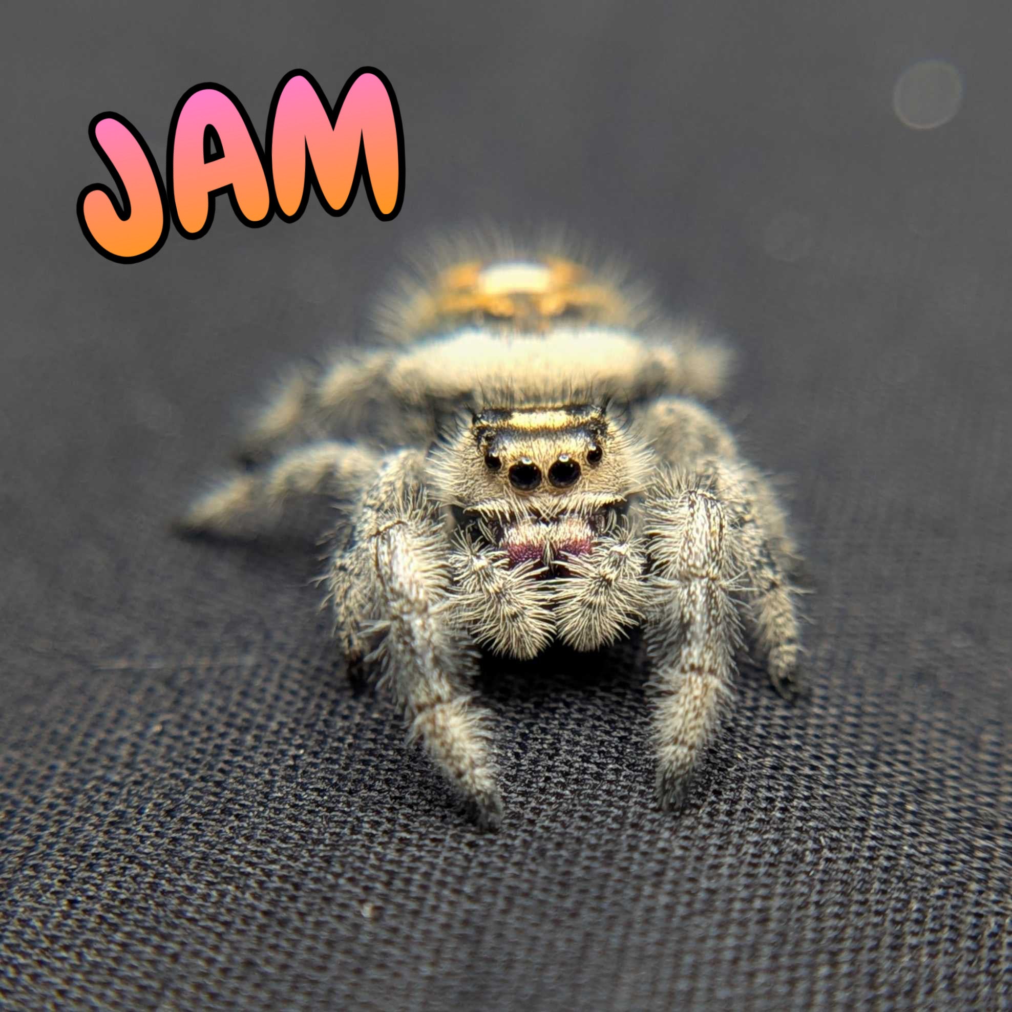 Regal Jumping Spider "Jam"