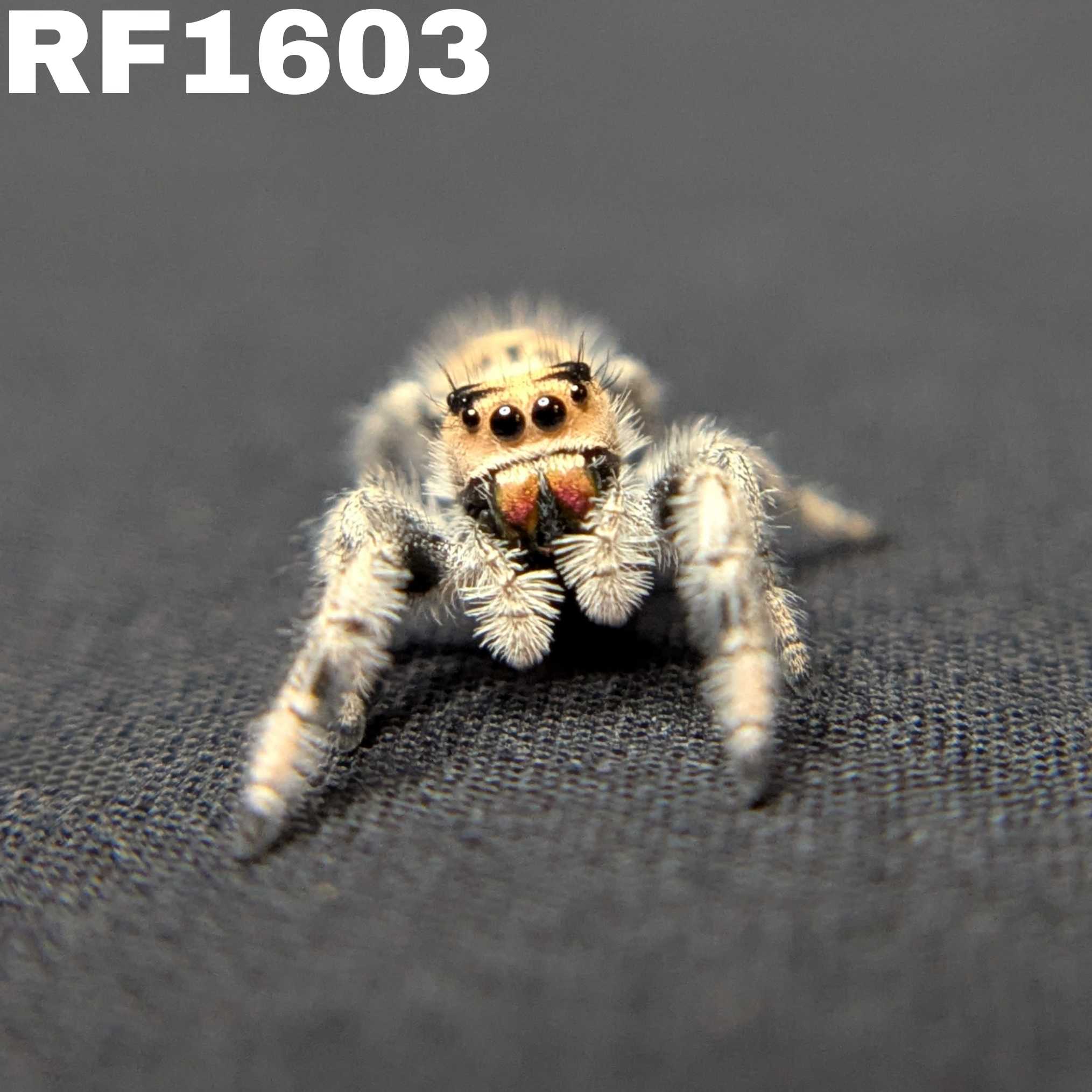 Regal Jumping Spider "Dragon Fruit"