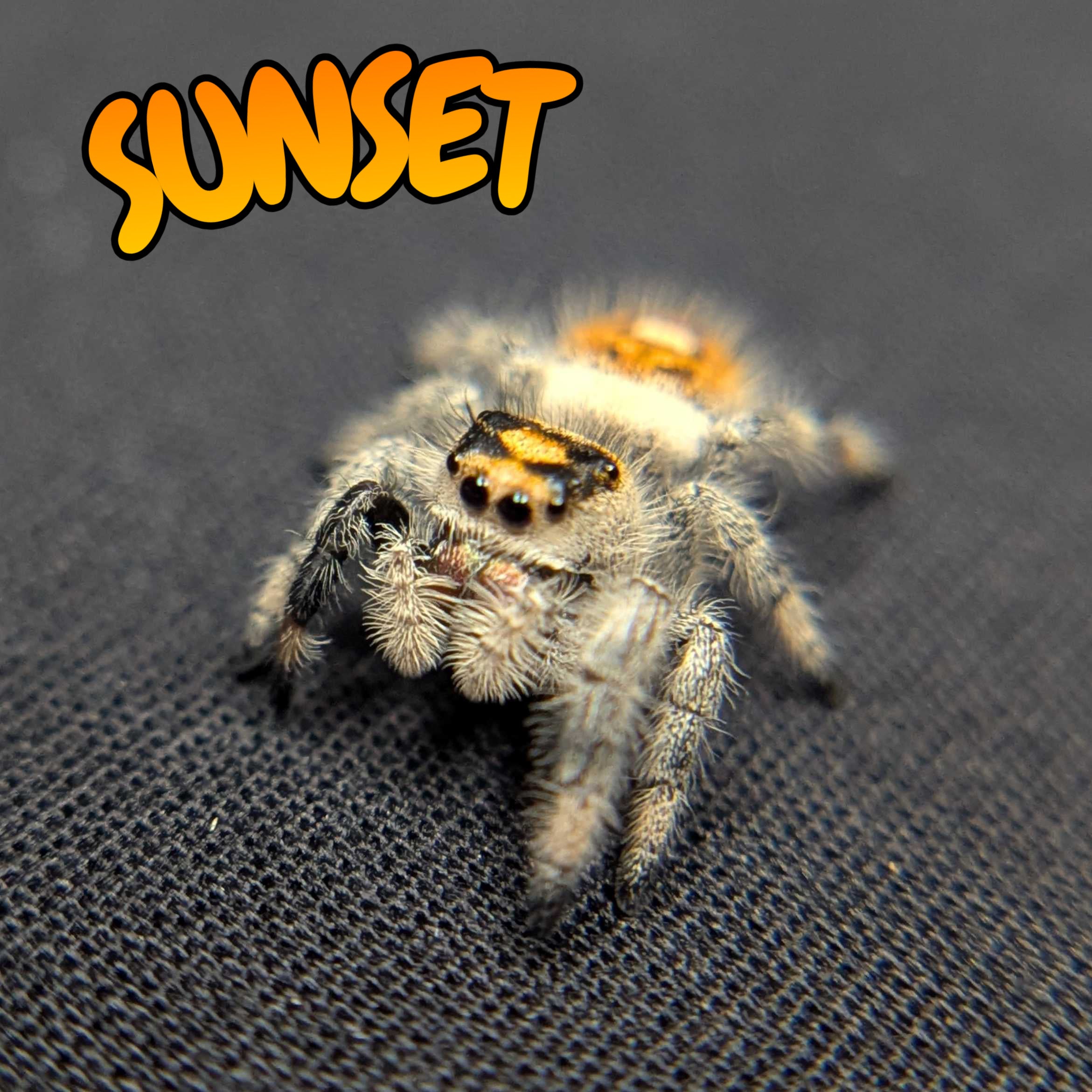 Regal Jumping Spider "Sunset"