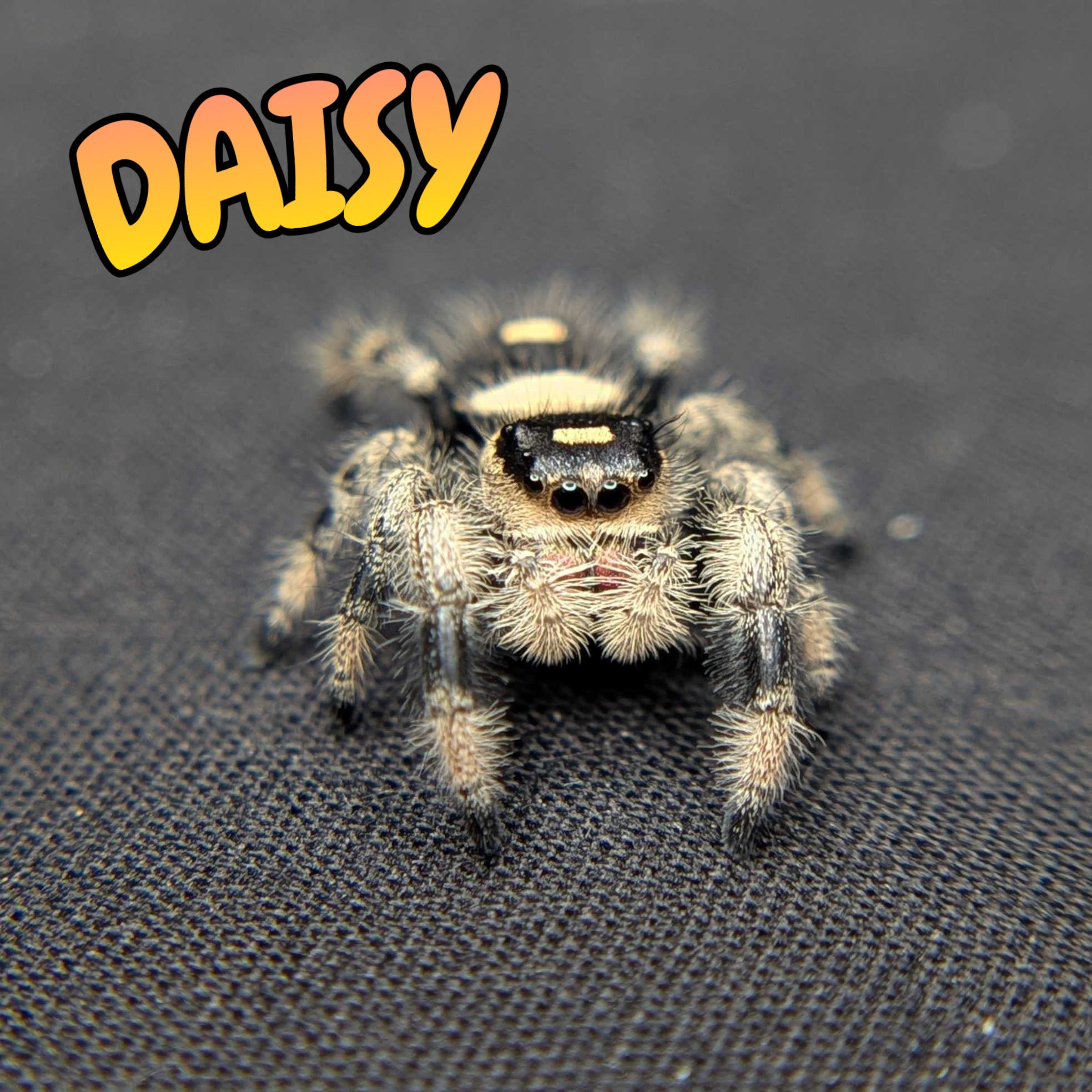 Regal Jumping Spider "Daisy"