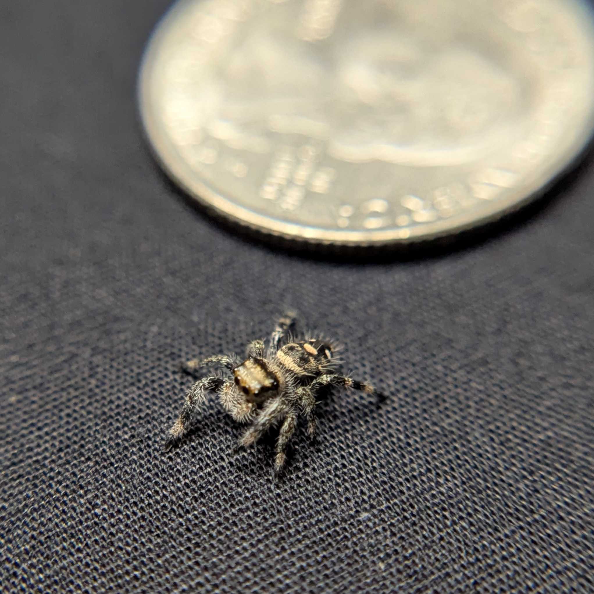 Regal Jumping Spider "Cutie"