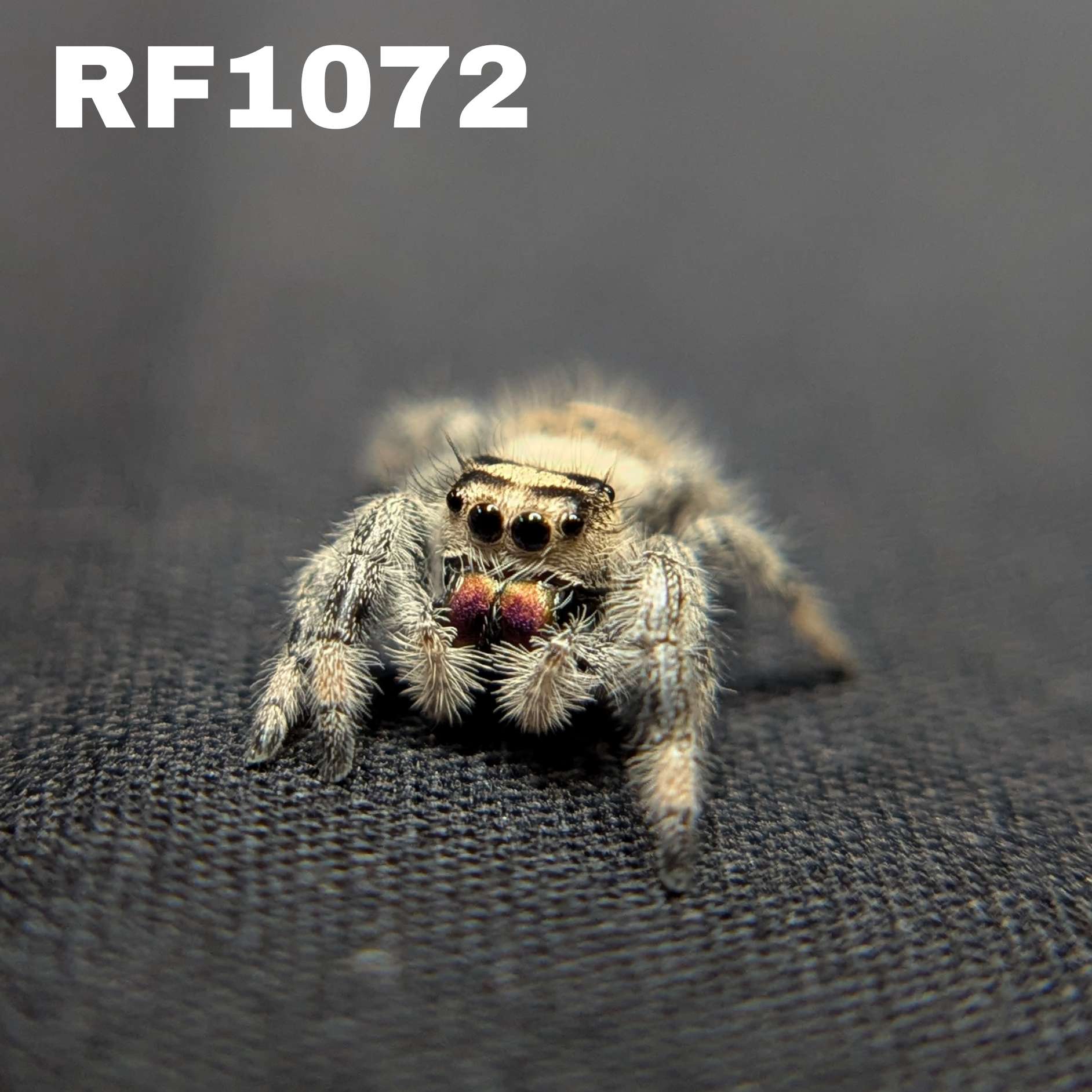 Regal Jumping Spider "Pomegranate"