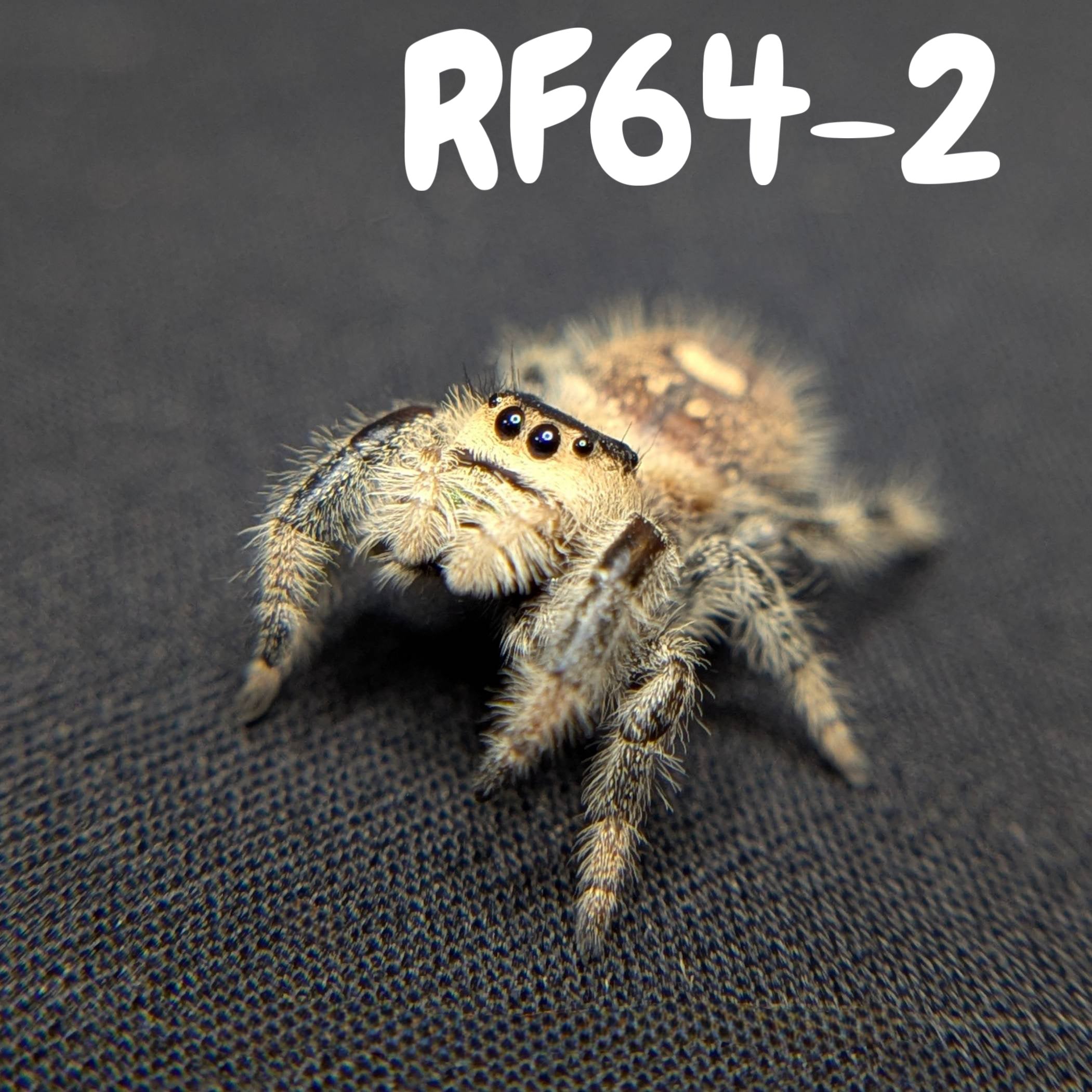 Regal Jumping Spider "Cake"