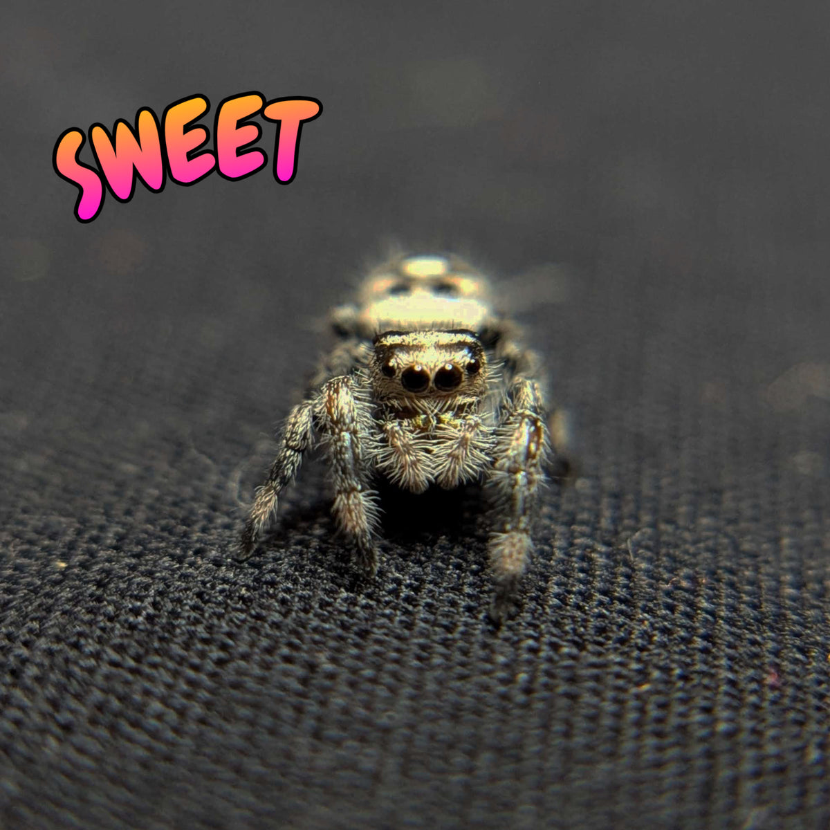 Regal Jumping Spider "Sweet"