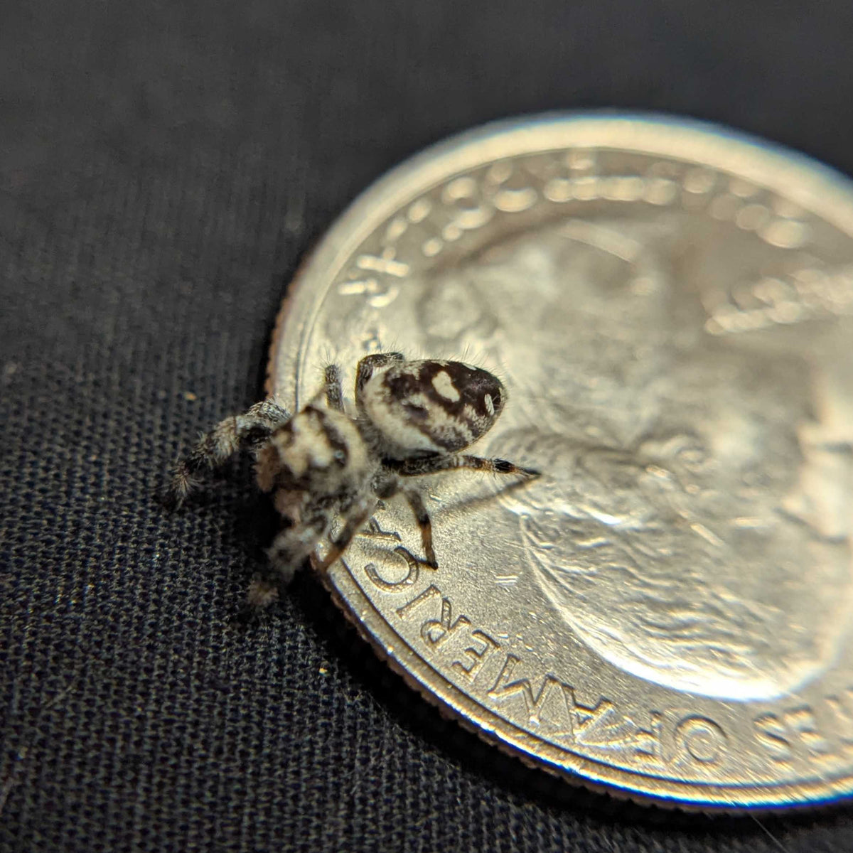 Regal Jumping Spider “Peridot”