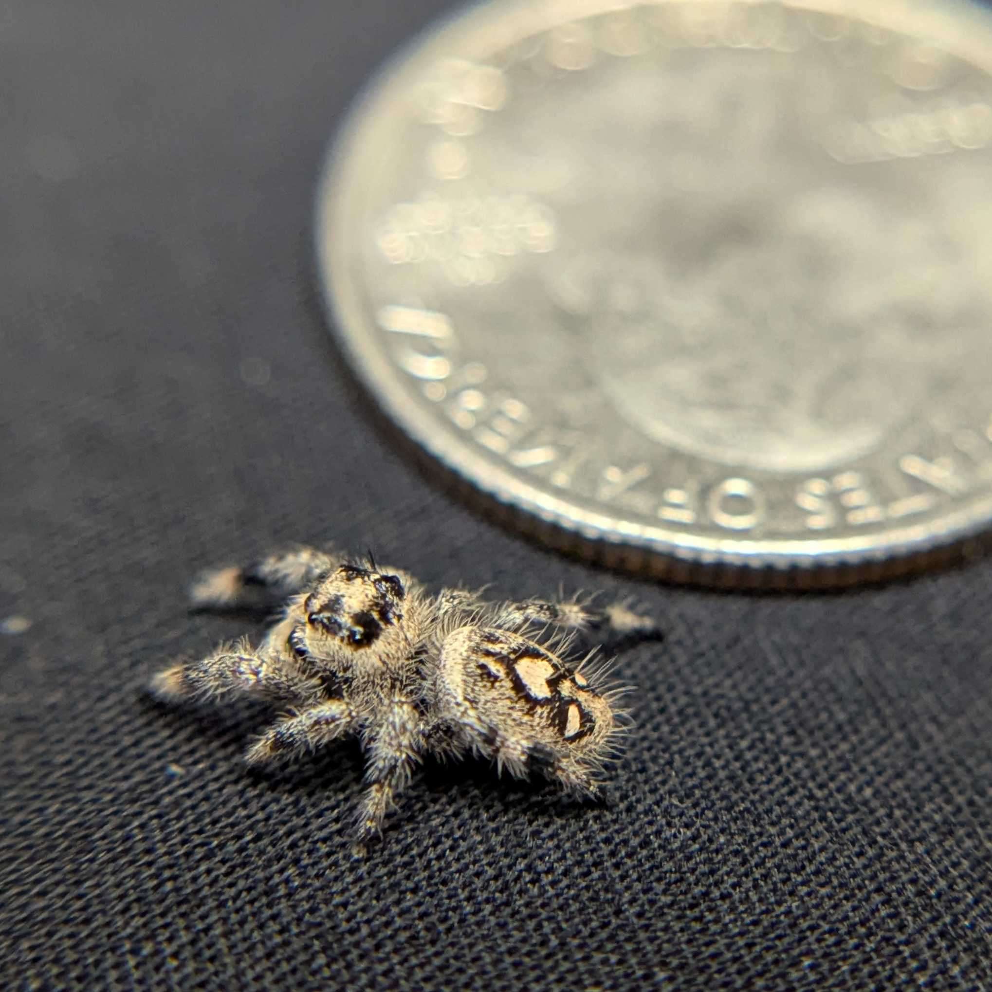 Regal Jumping Spider "Wonder"