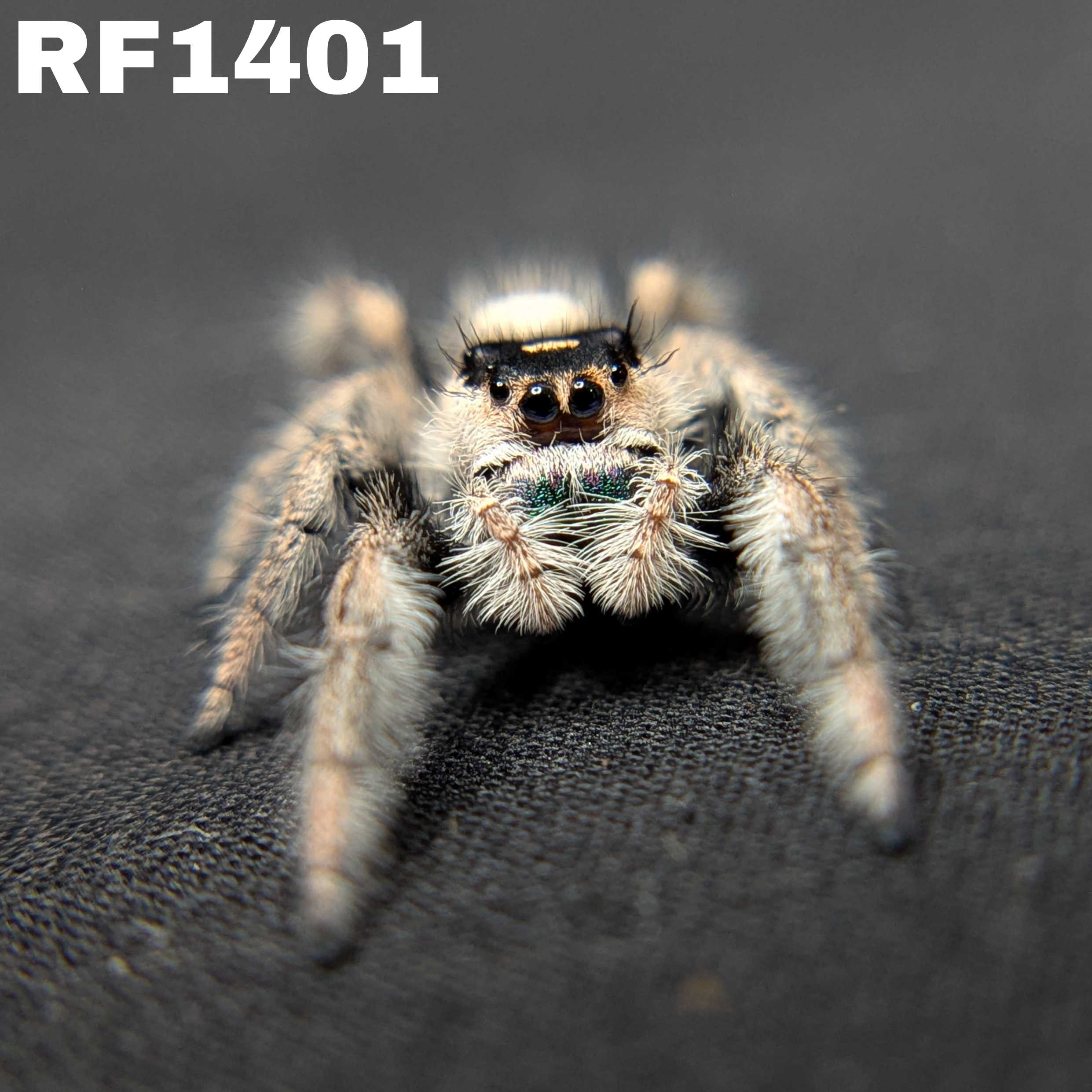 Regal Jumping Spider "Pea"