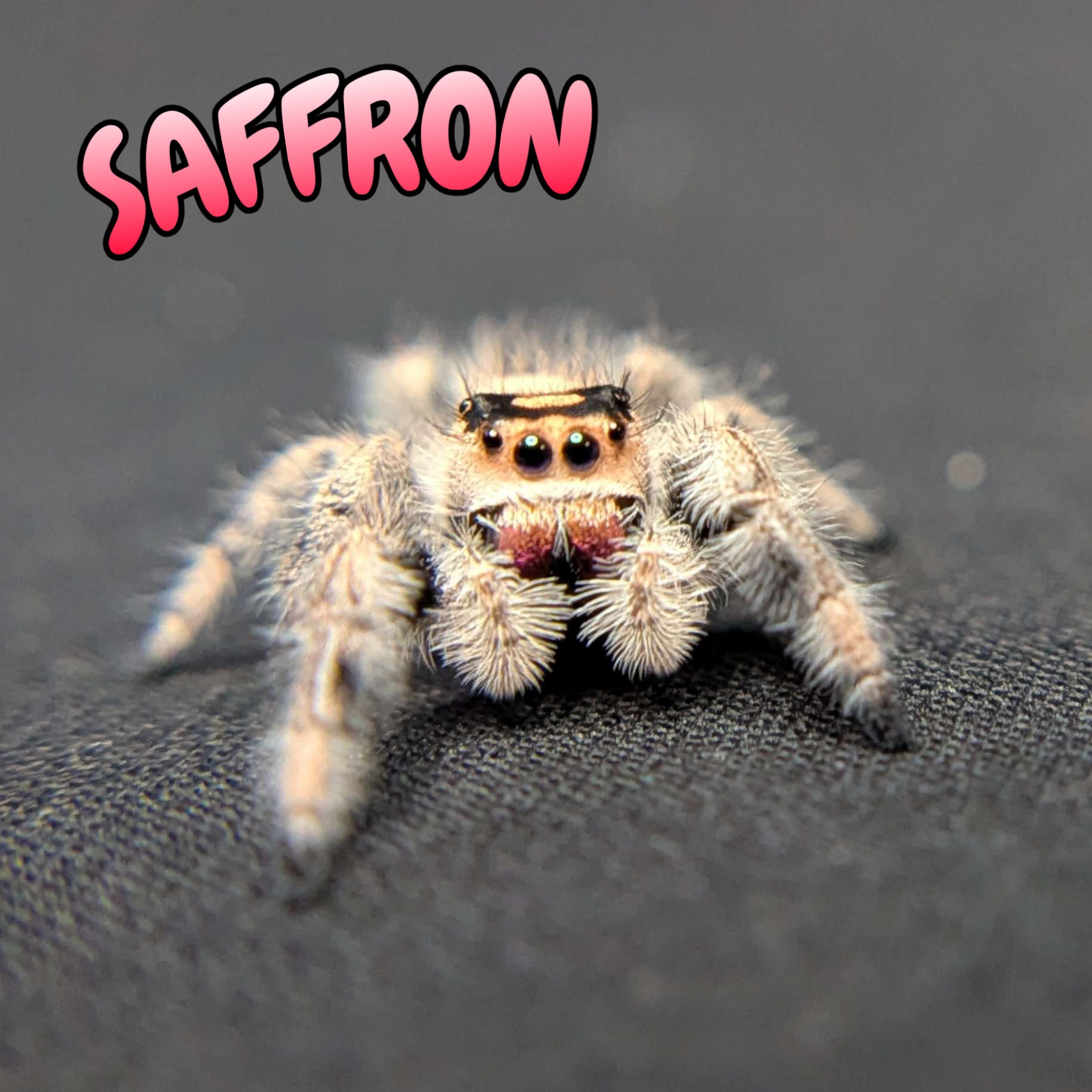Regal Jumping Spider "Saffron"