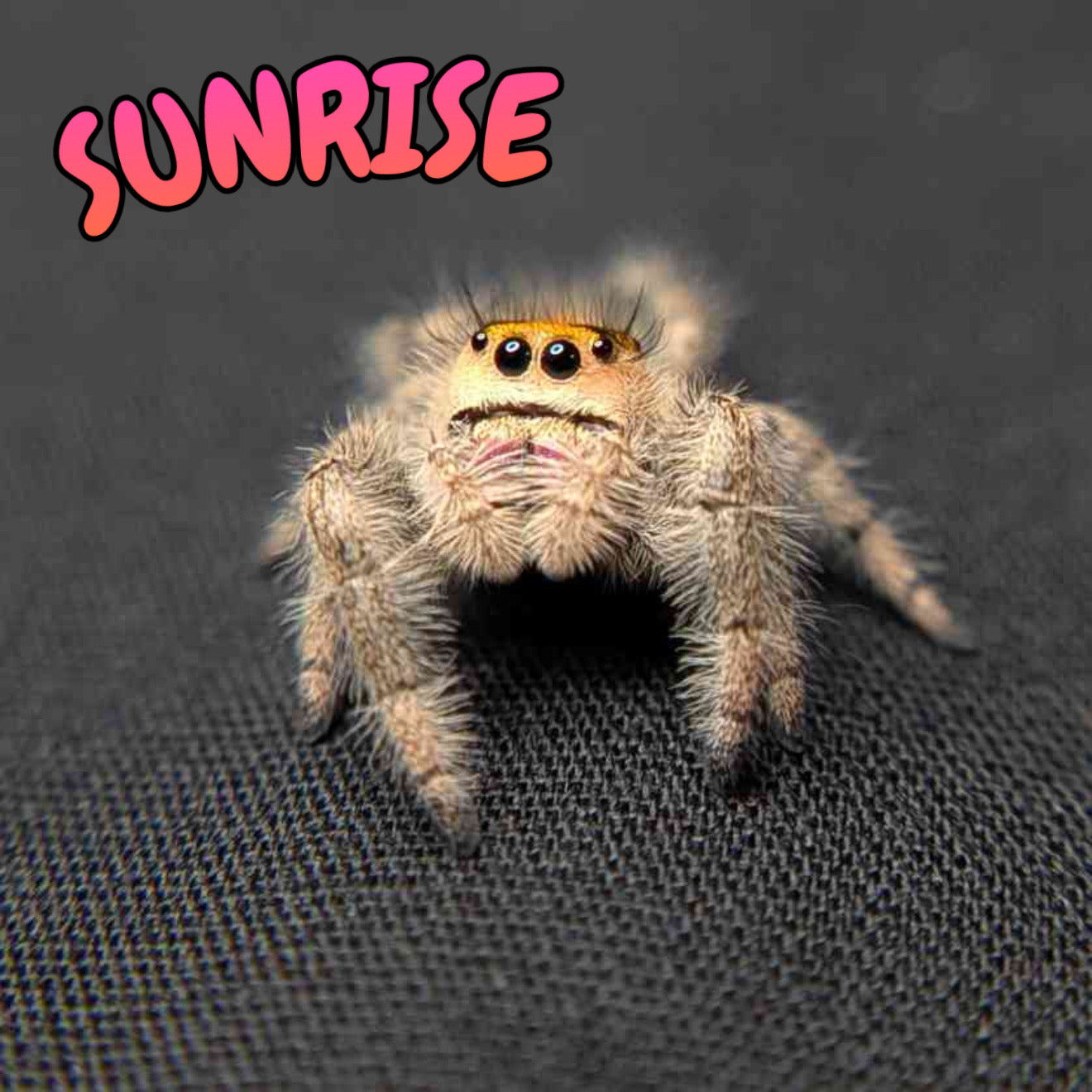 Regal Jumping Spider "Sunrise"