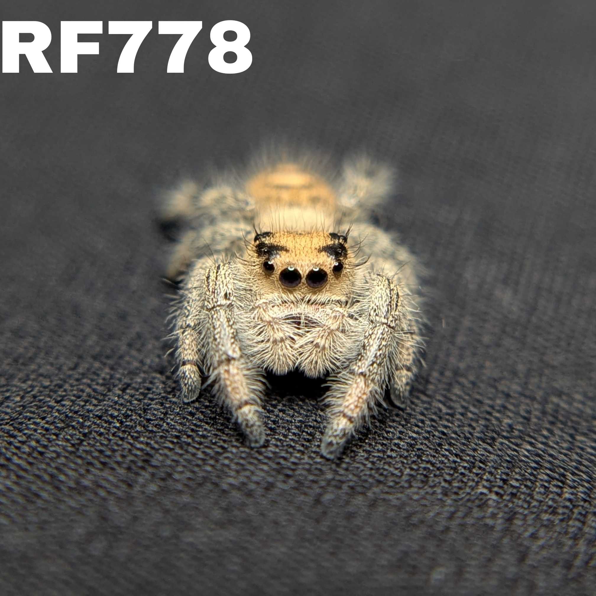 Regal Jumping Spider "Egg"