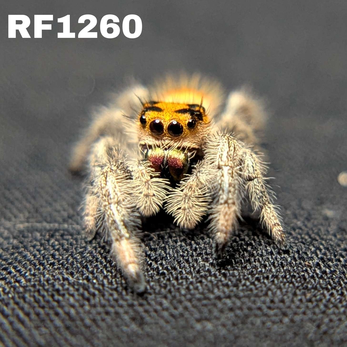 Regal Jumping Spider "Ignisa"