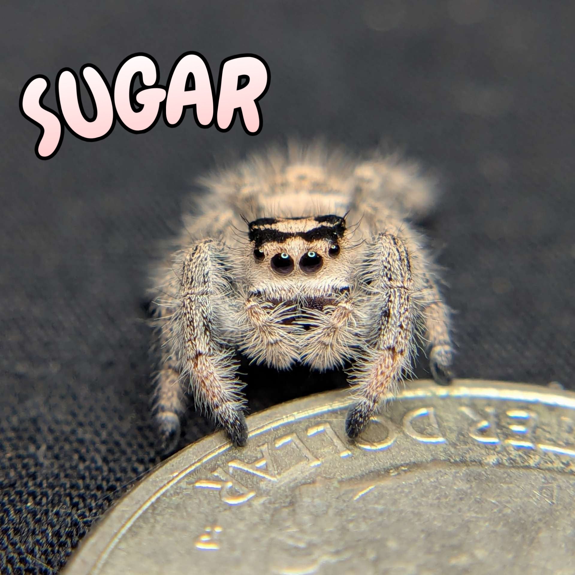 Regal Jumping Spider "Sugar"