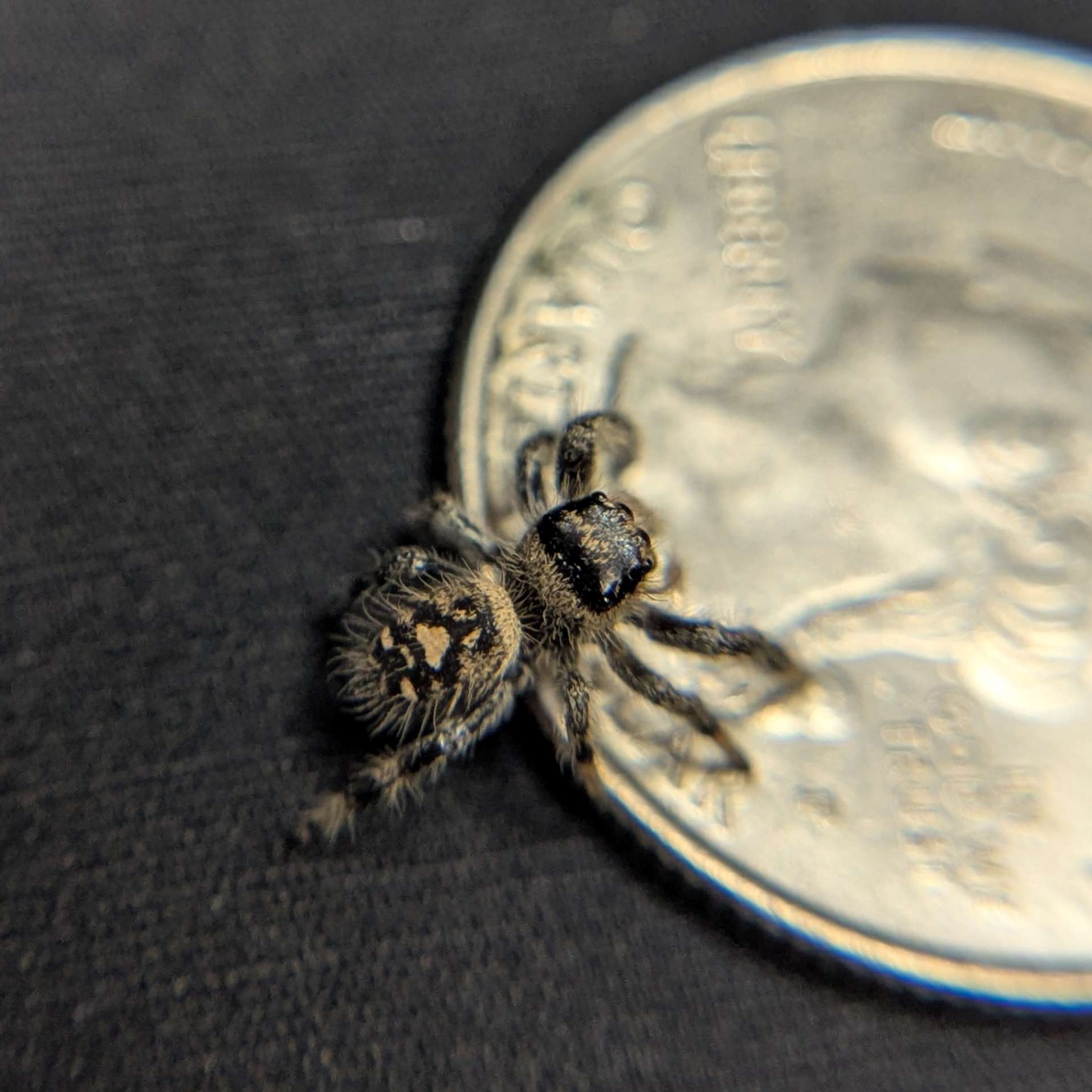 Regal Jumping Spider "Cake"