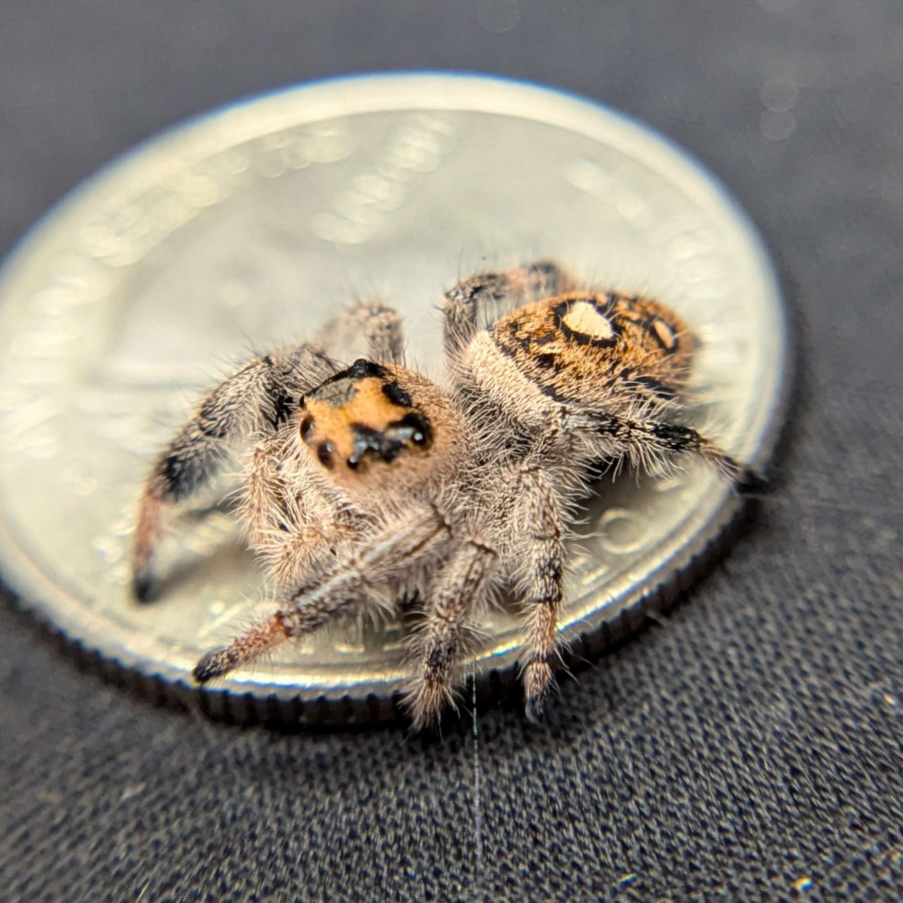 Regal Jumping Spider “Penny”