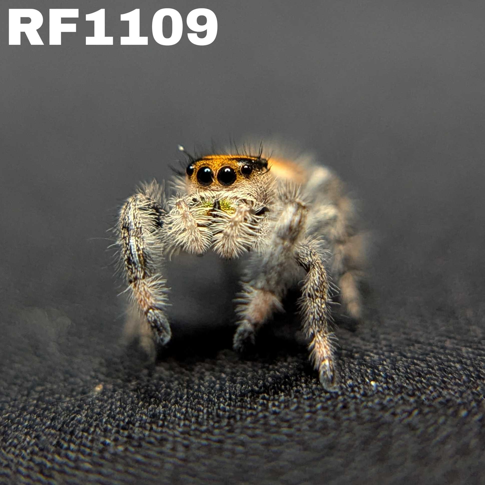 Regal Jumping Spider “Vera”