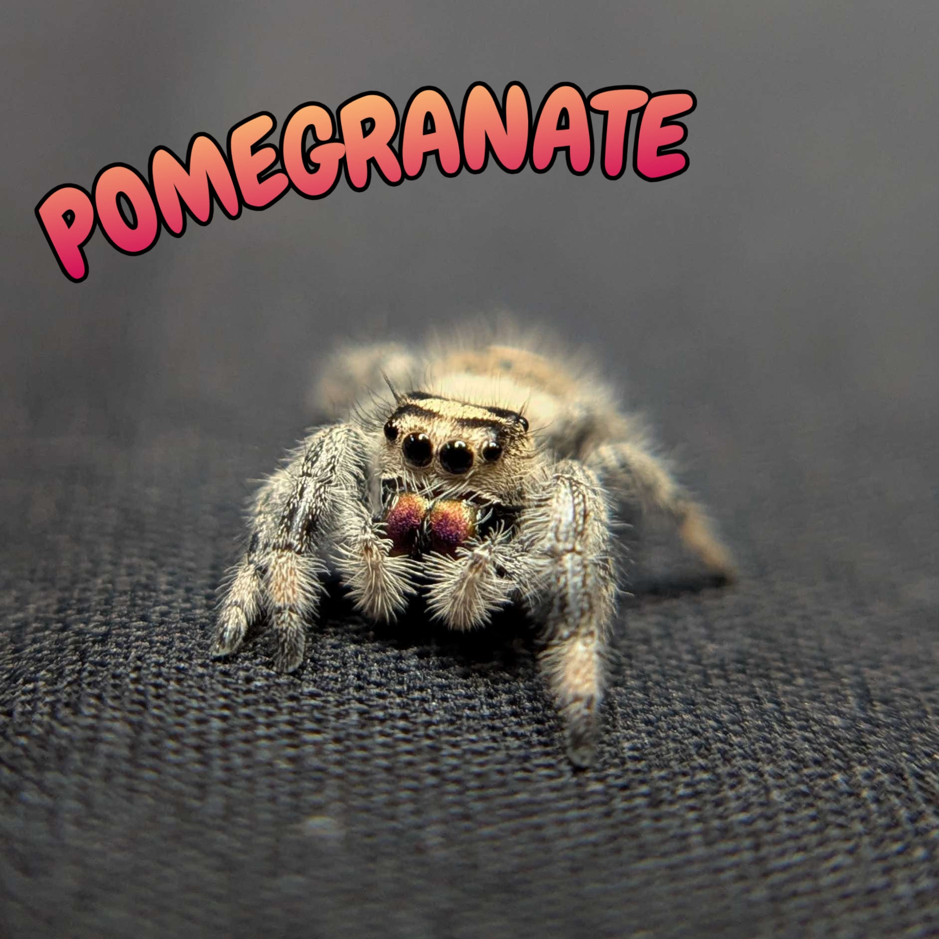 Regal Jumping Spider "Pomegranate"