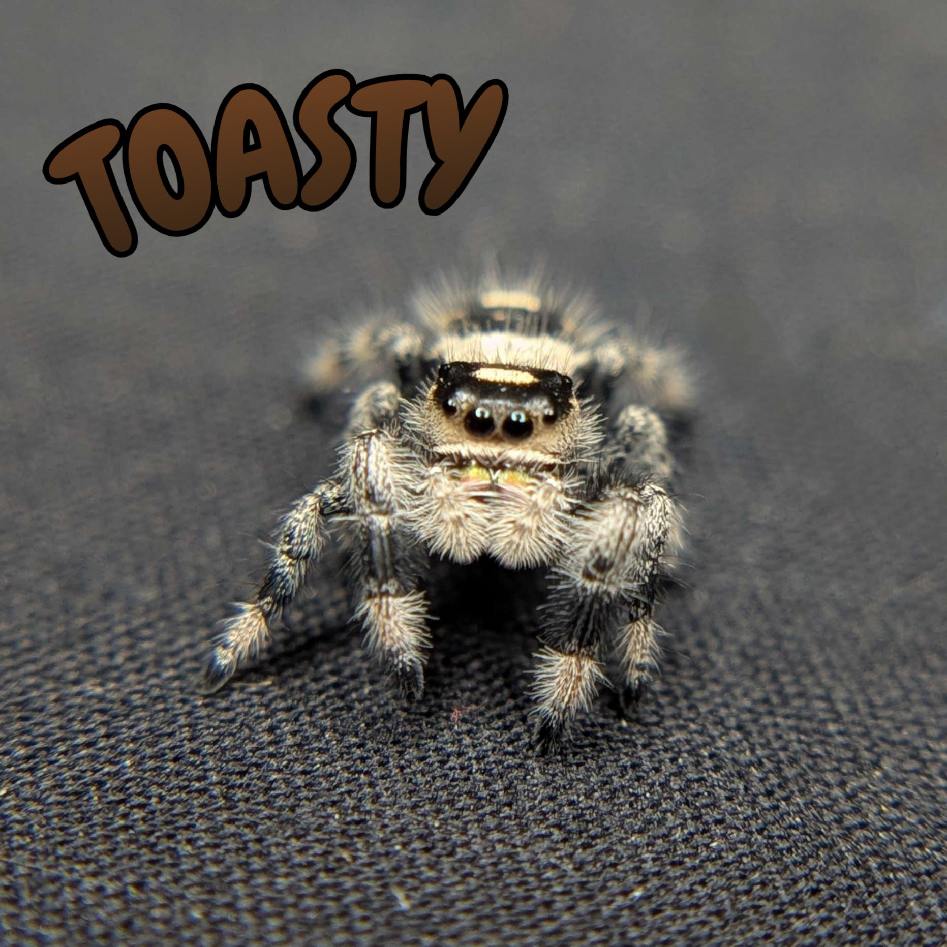 Regal Jumping Spider "Toasty"