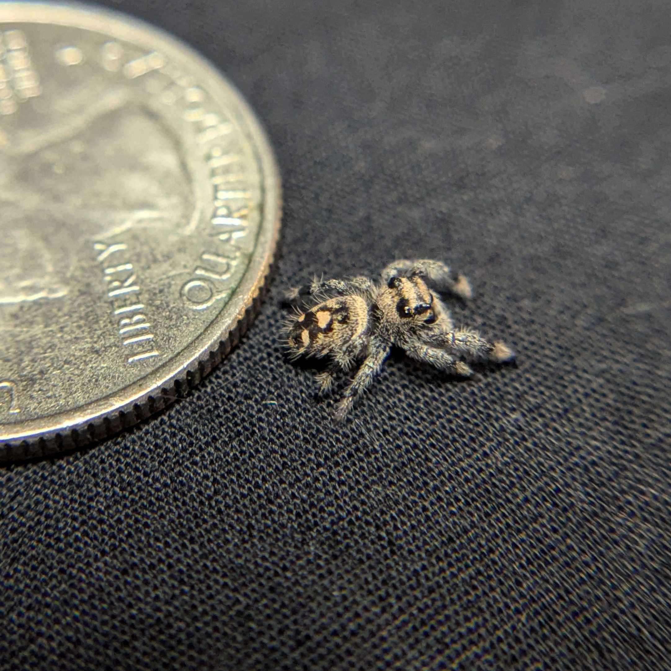 Regal Jumping Spider "Butternut"