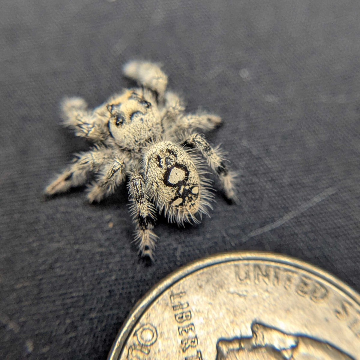 Regal Jumping Spider “Apple Crisp”