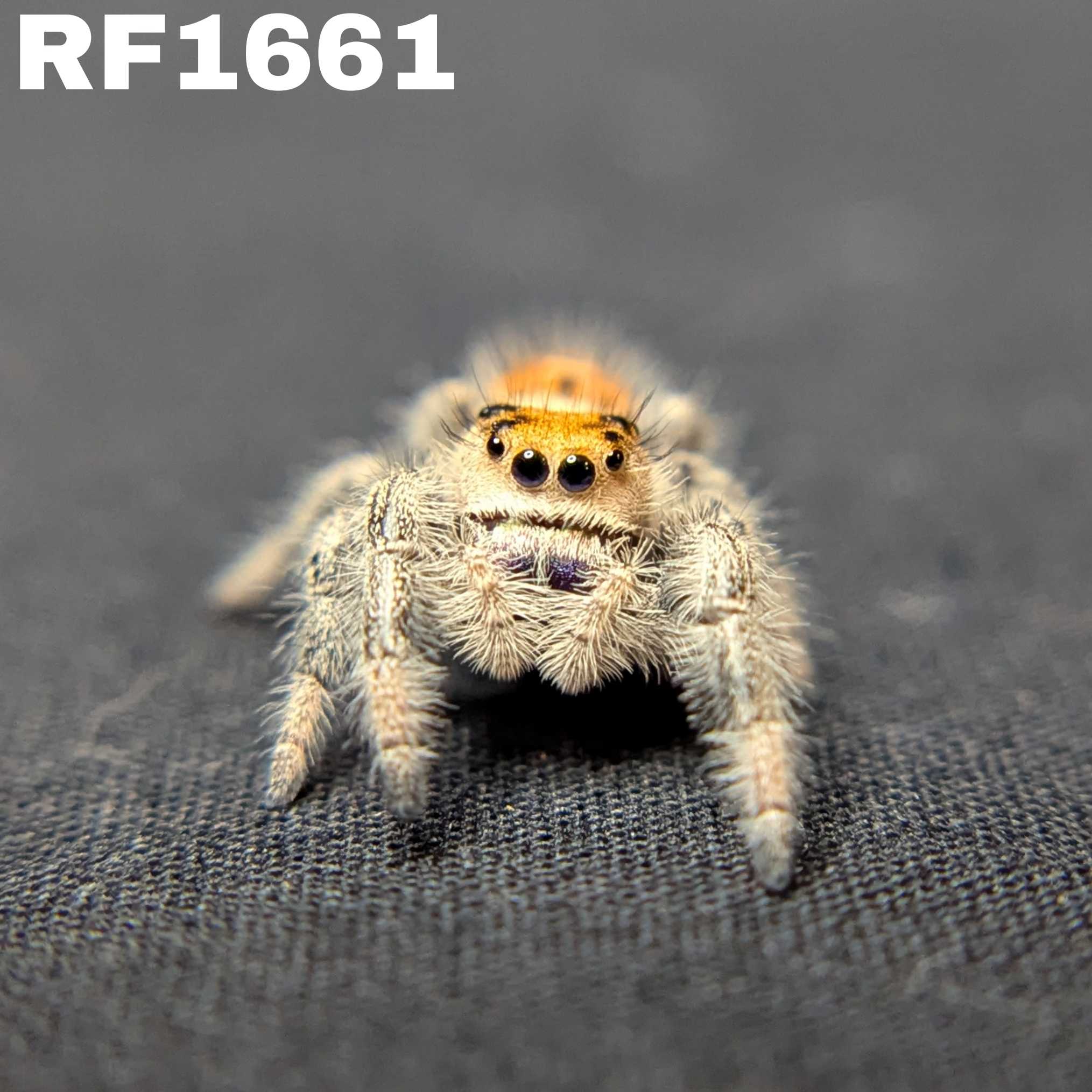 Regal Jumping Spider "Andromeda"