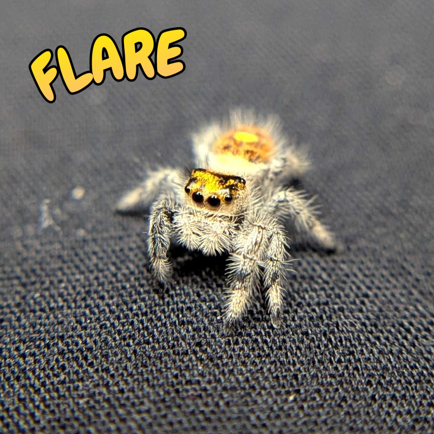 Regal Jumping Spider "Flare"